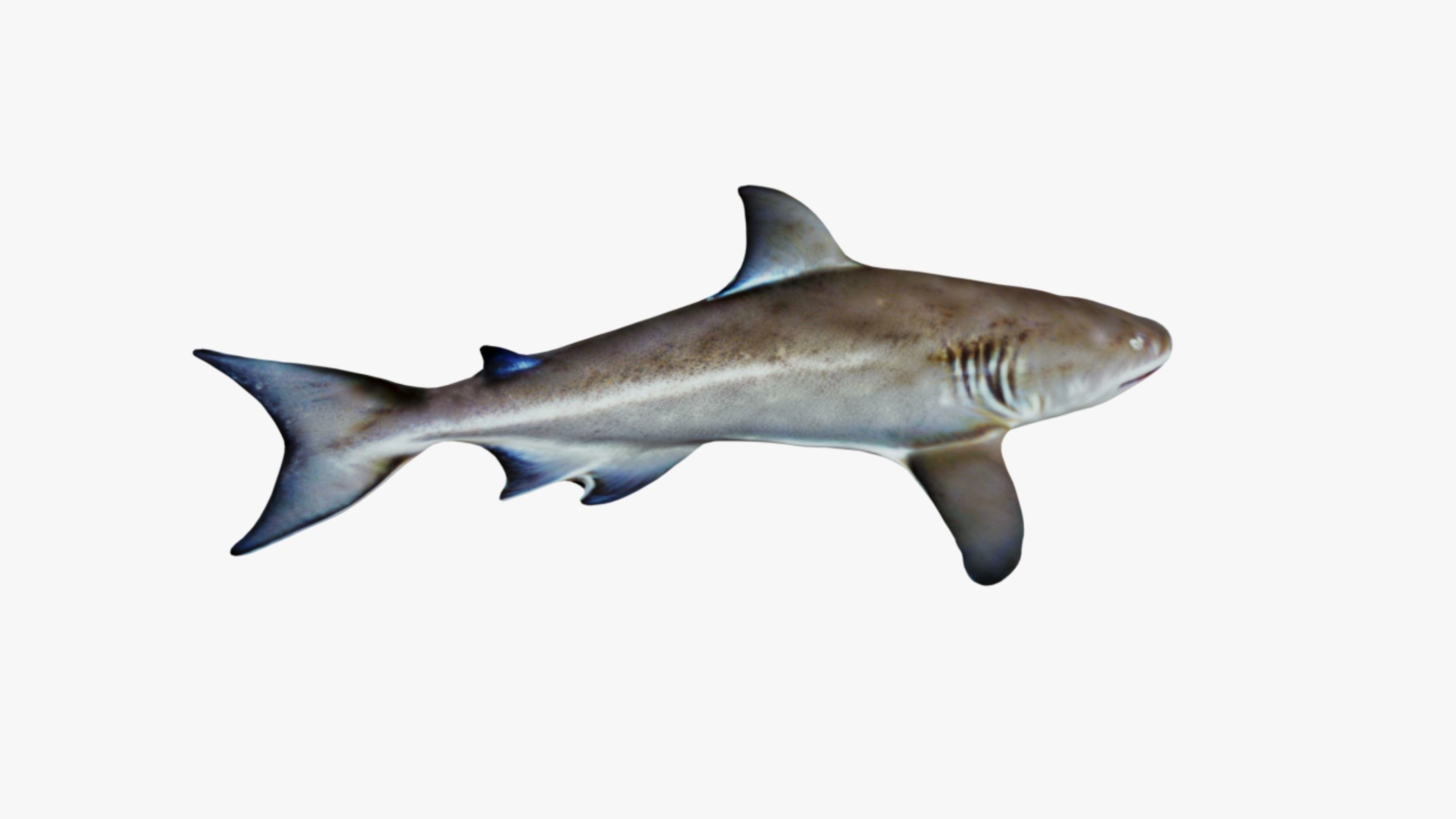 Nurse Shark Free 3D model_5