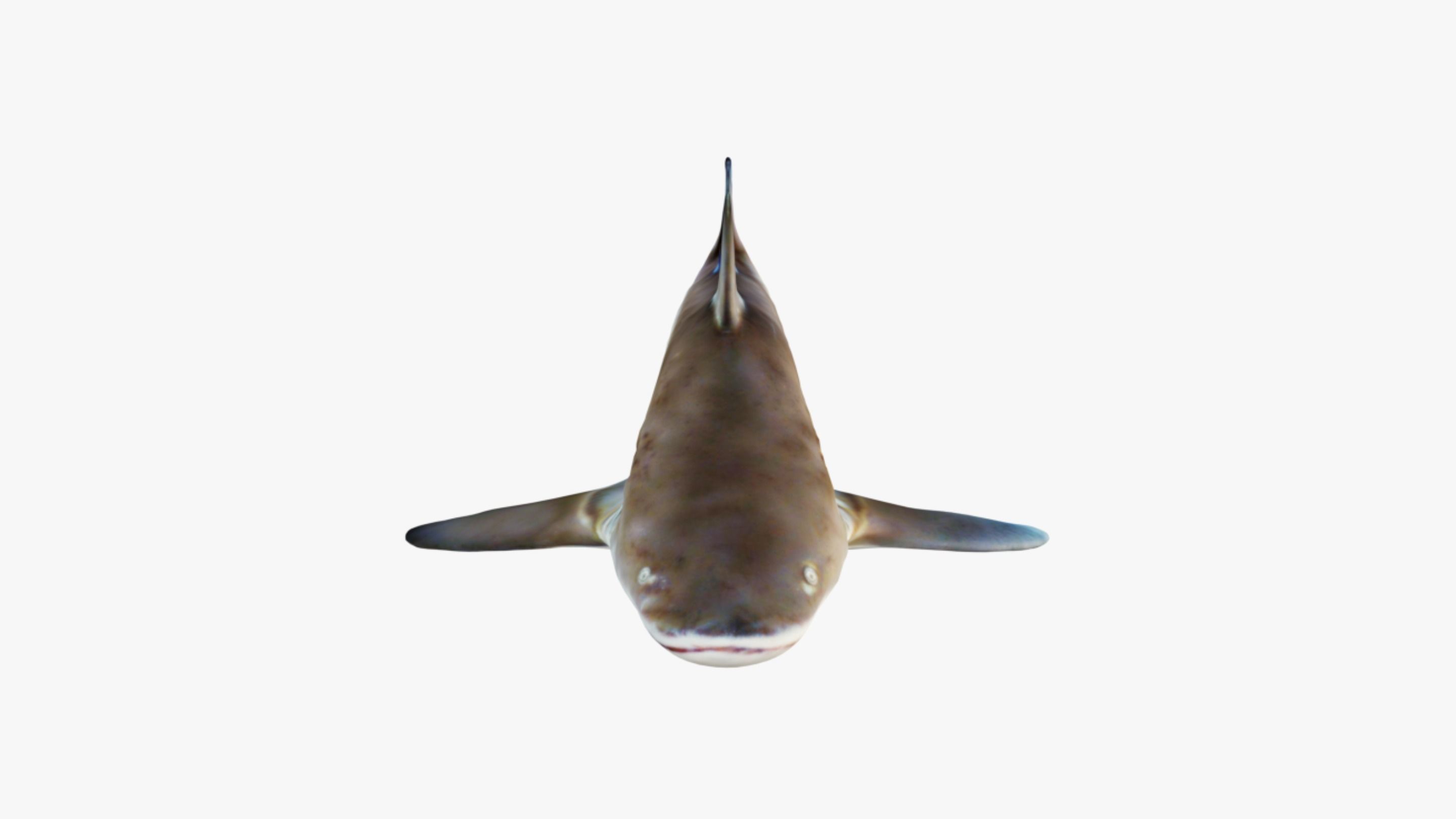 Nurse Shark Free 3D model_3