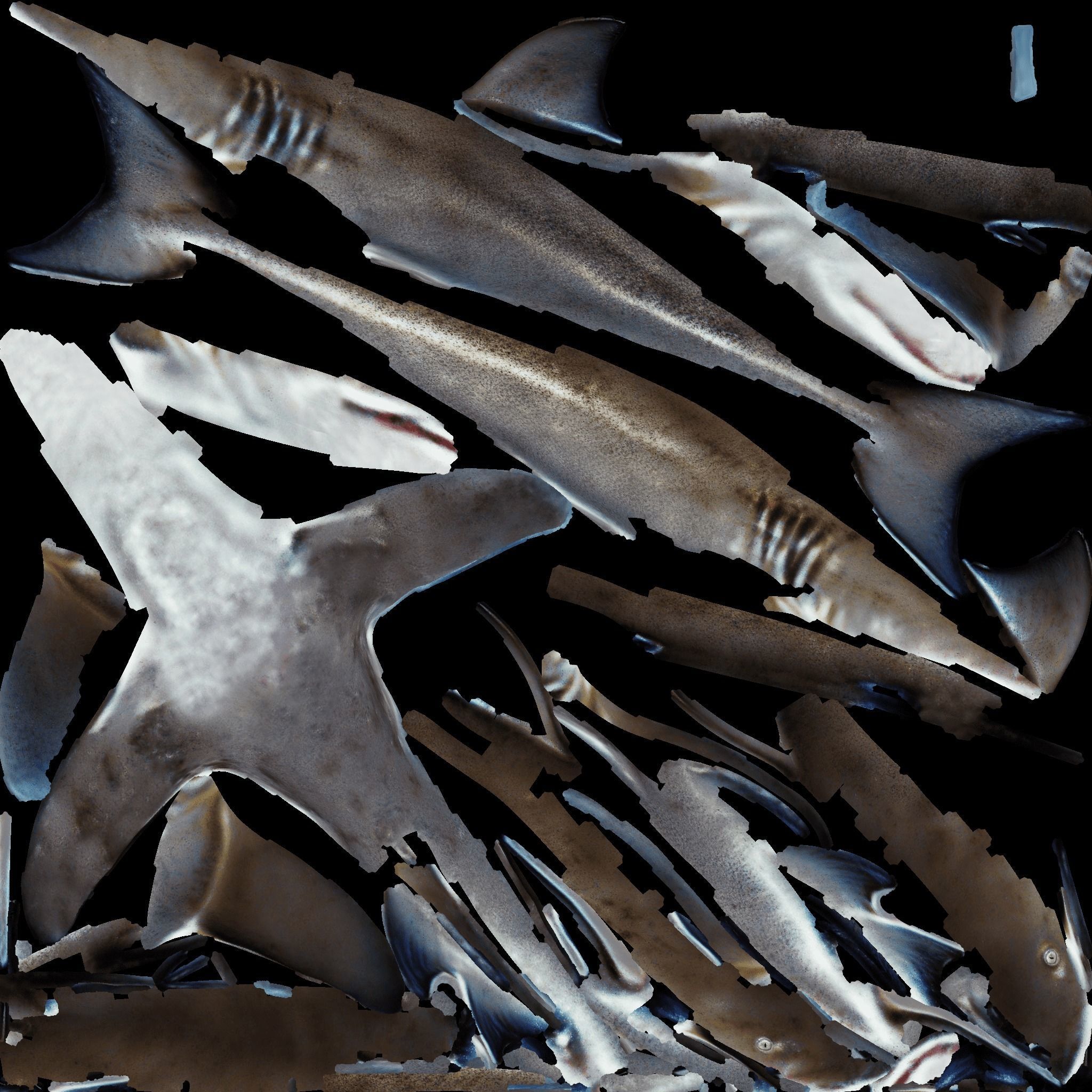 Nurse Shark Free 3D model_8