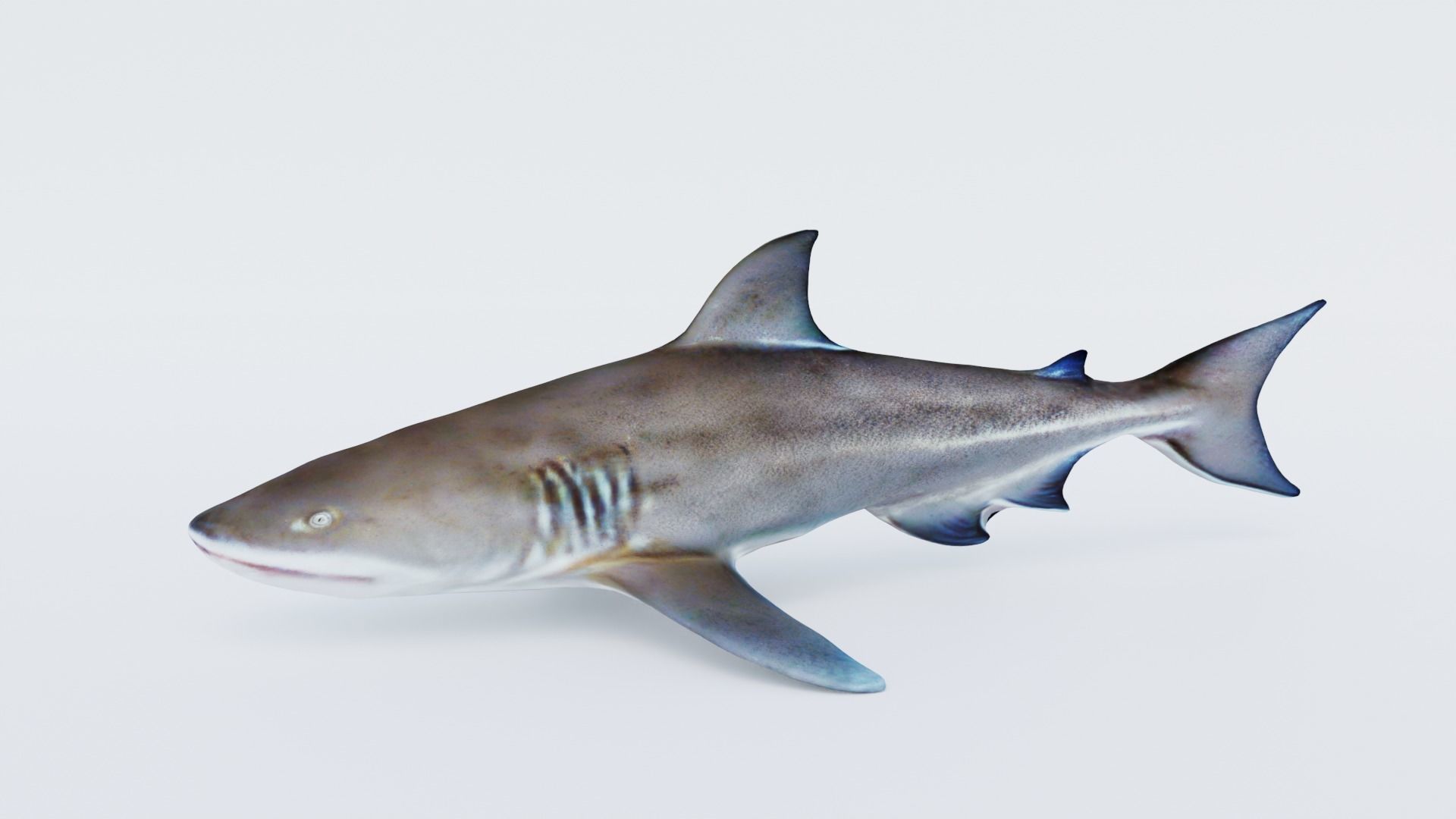 Nurse Shark Free 3D model_2