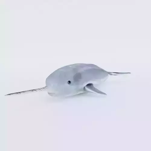 Narwhal Free 3D model