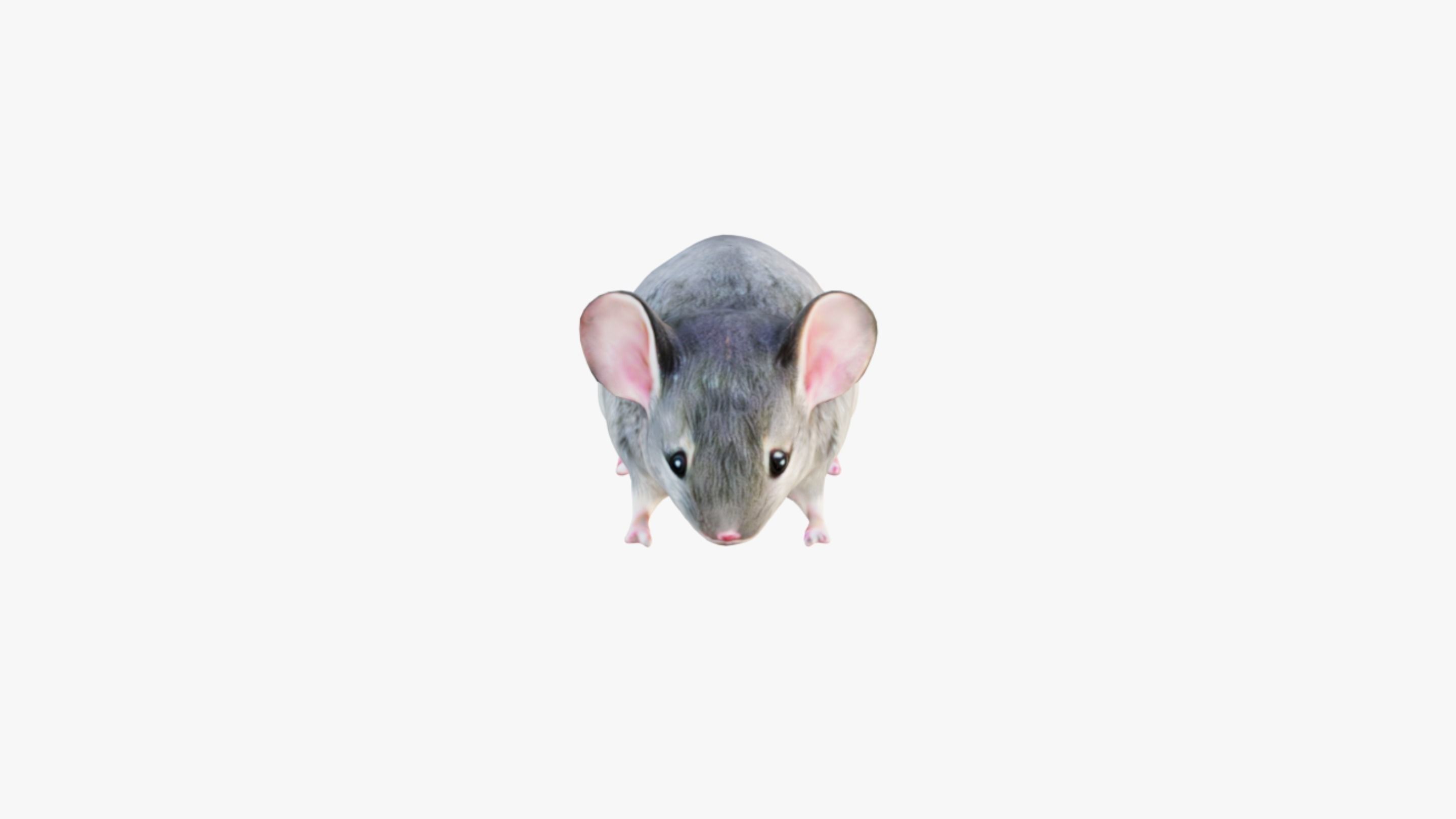 Mouse Free 3D model_3