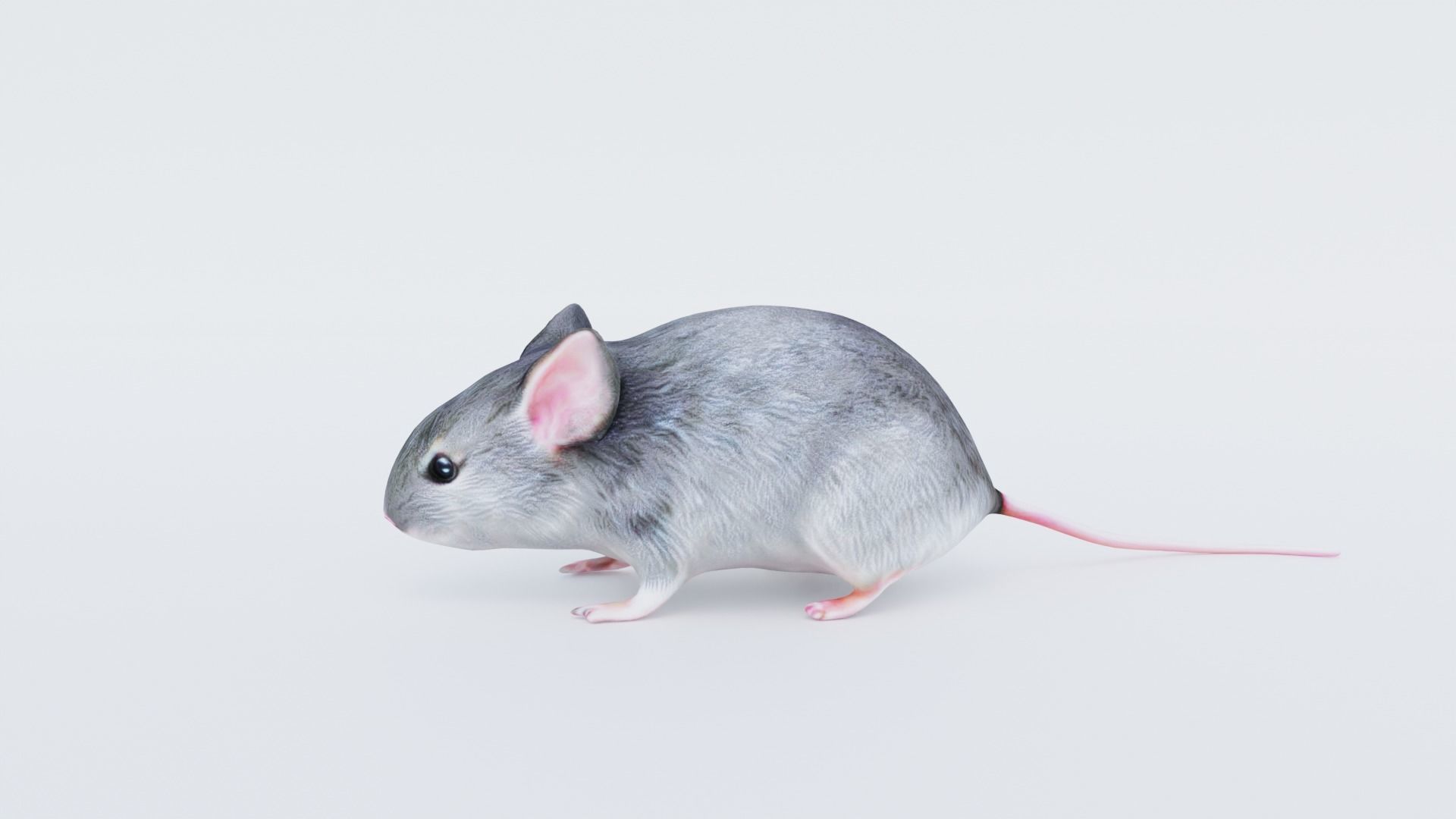 Mouse Free 3D model_2