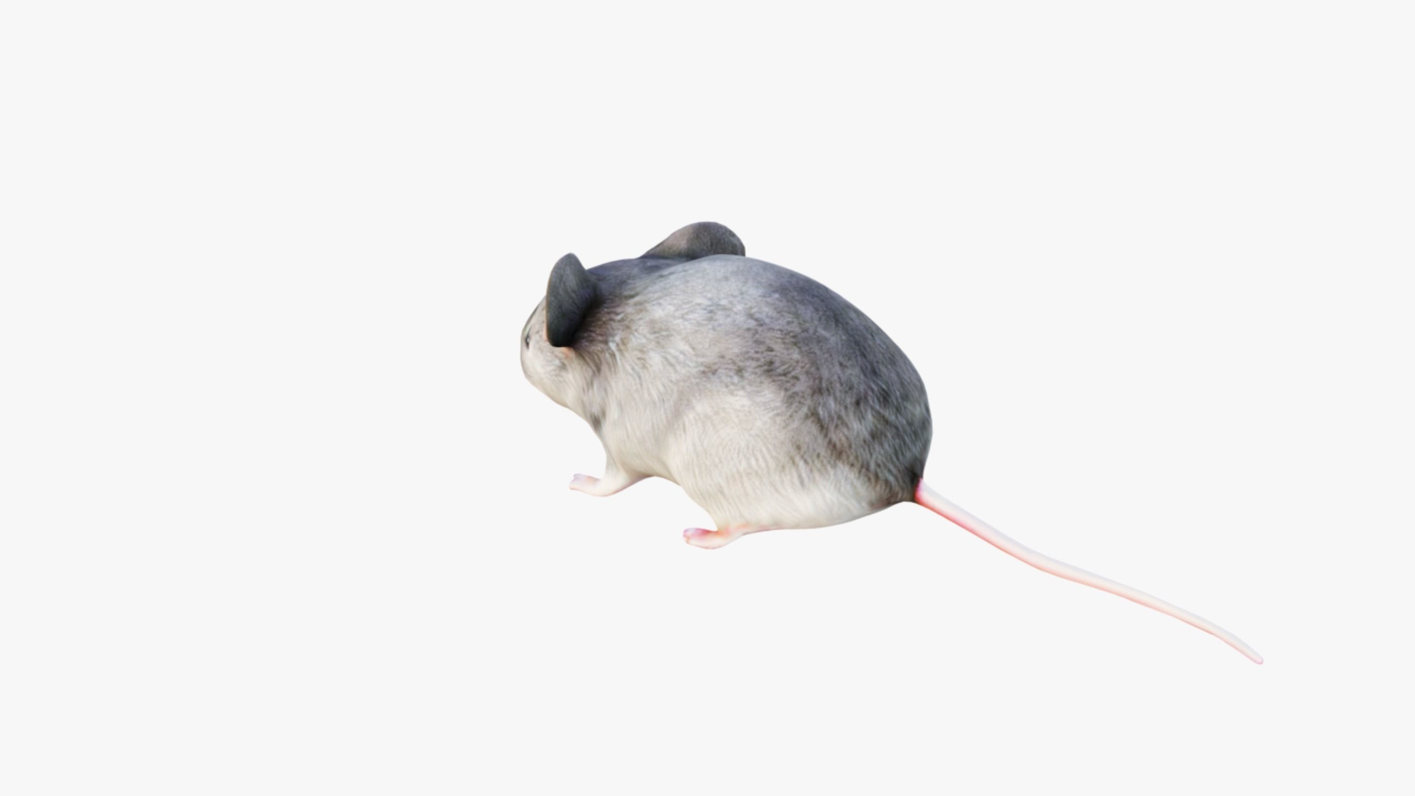Mouse Free 3D model_4