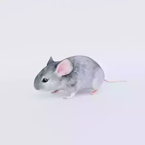Mouse Free 3D model