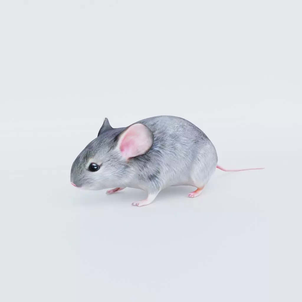 Mouse Free 3D model_0