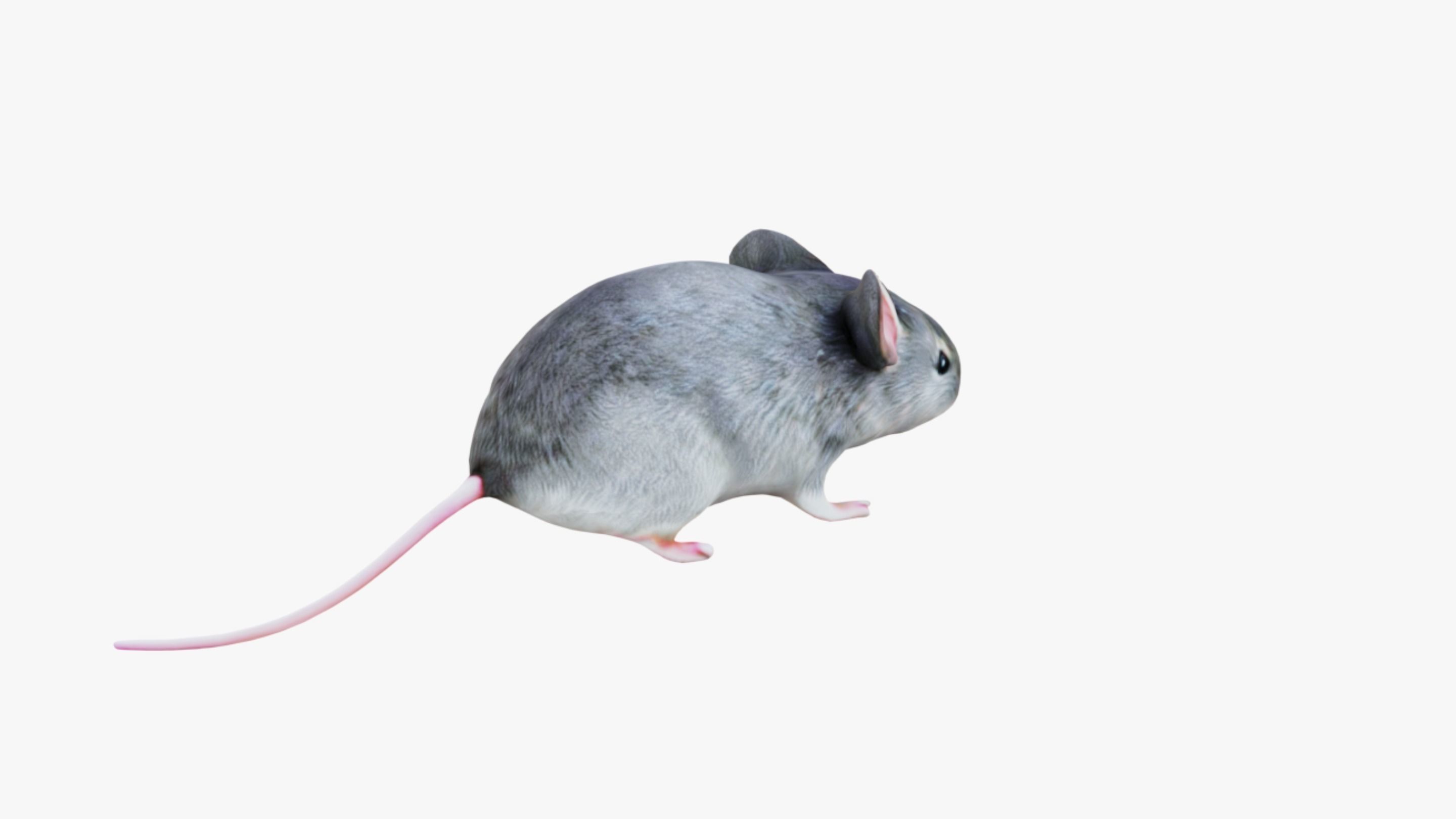 Mouse Free 3D model_5