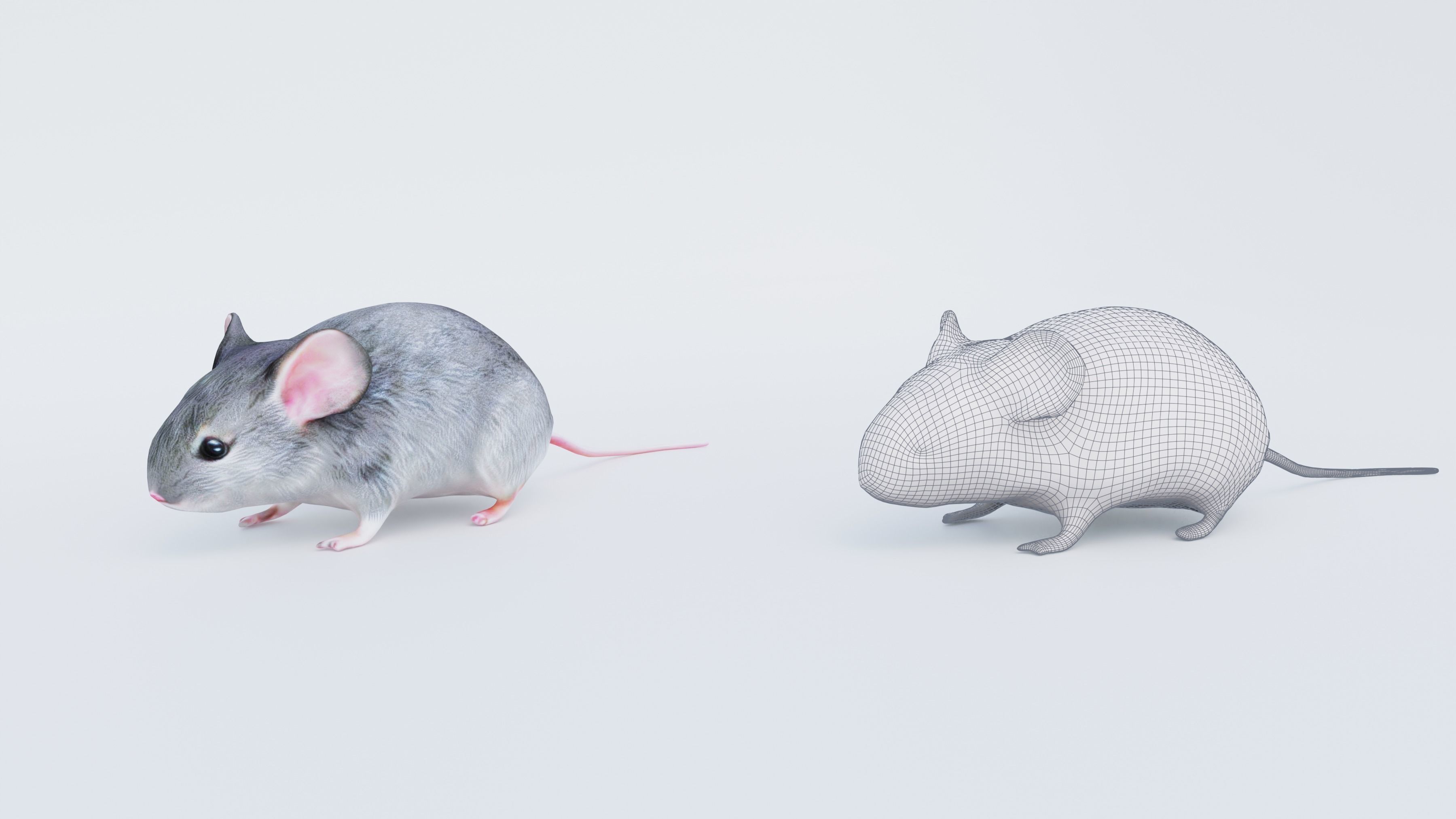 Mouse Free 3D model_6