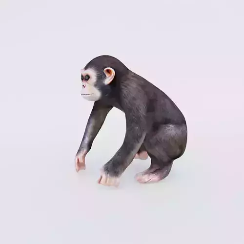 Monkey Free 3D model