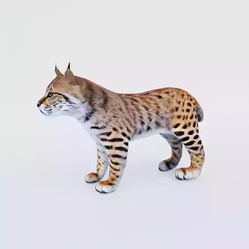 Lynx Animal