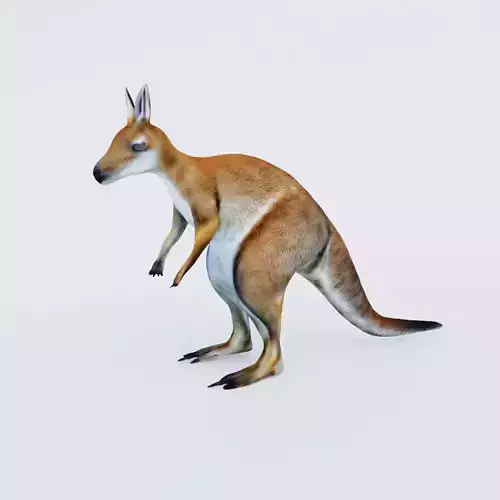 Kangaroo Free 3D model