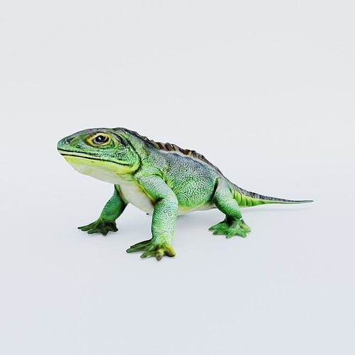 Iguana Free 3D model