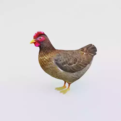 Hen Animal Free 3D model