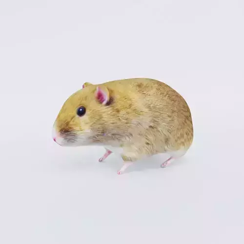 Hamster Free 3D model