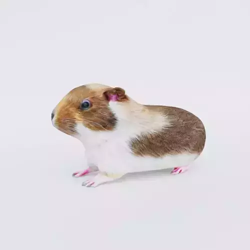 Guinea pig Free 3D model