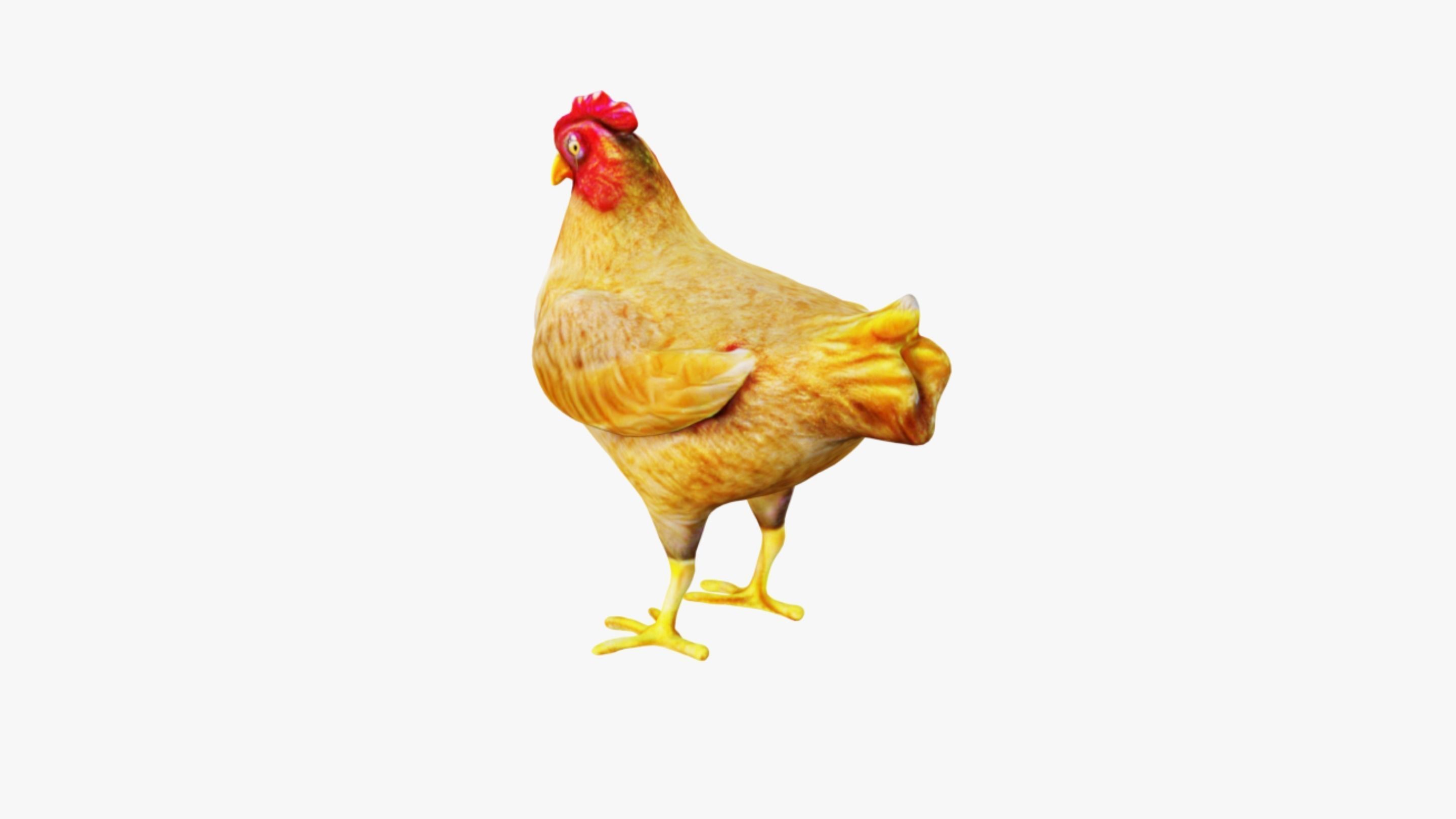 Chicken Free 3D model_4