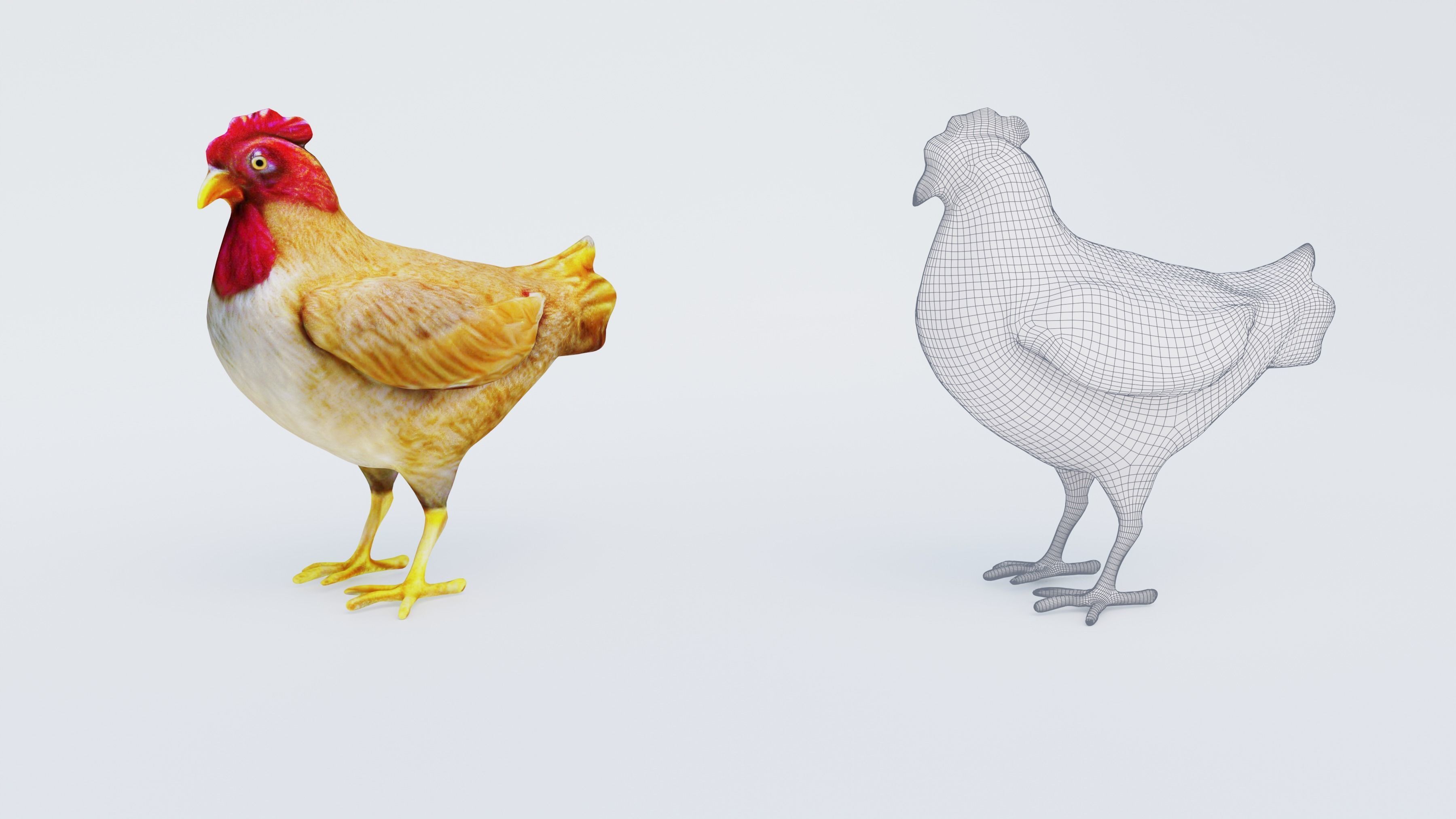 Chicken Free 3D model_6