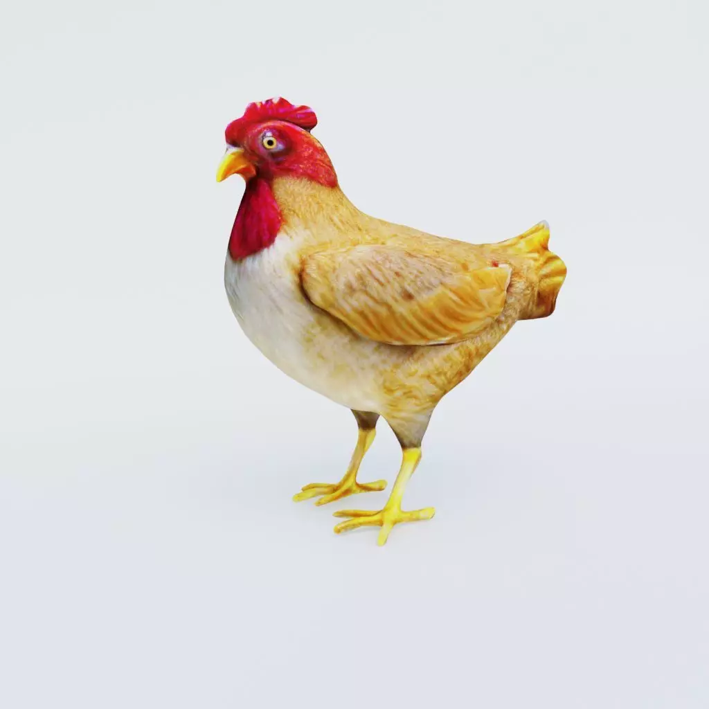 Chicken Free 3D model_0