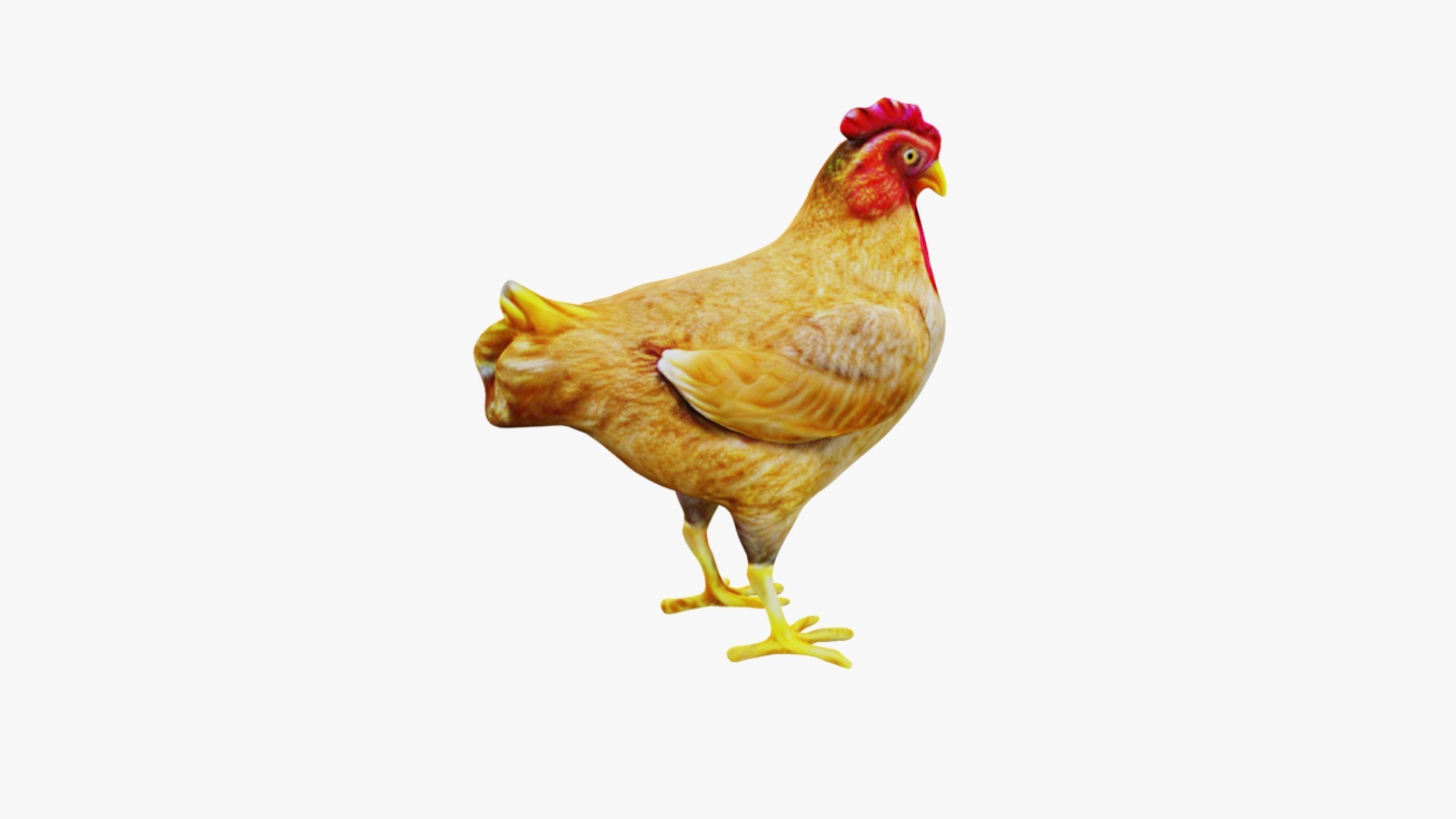 Chicken Free 3D model_5