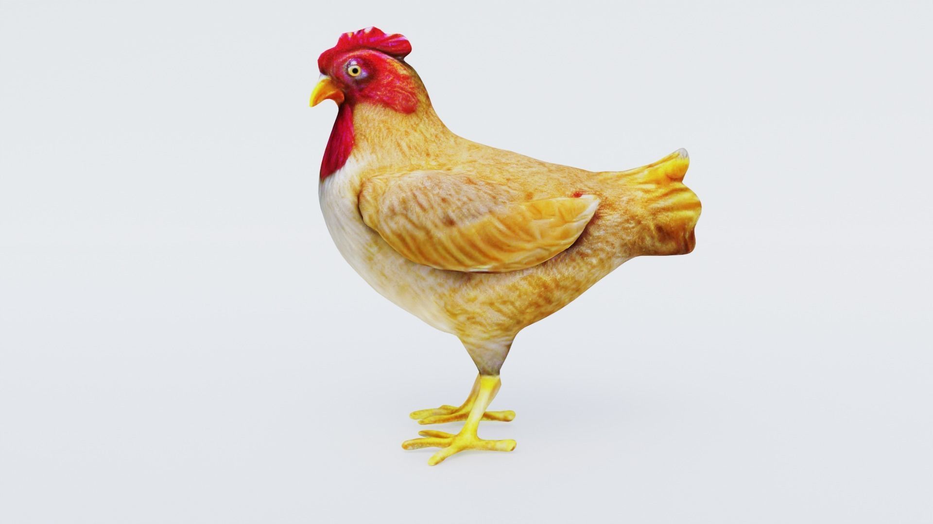 Chicken Free 3D model_2