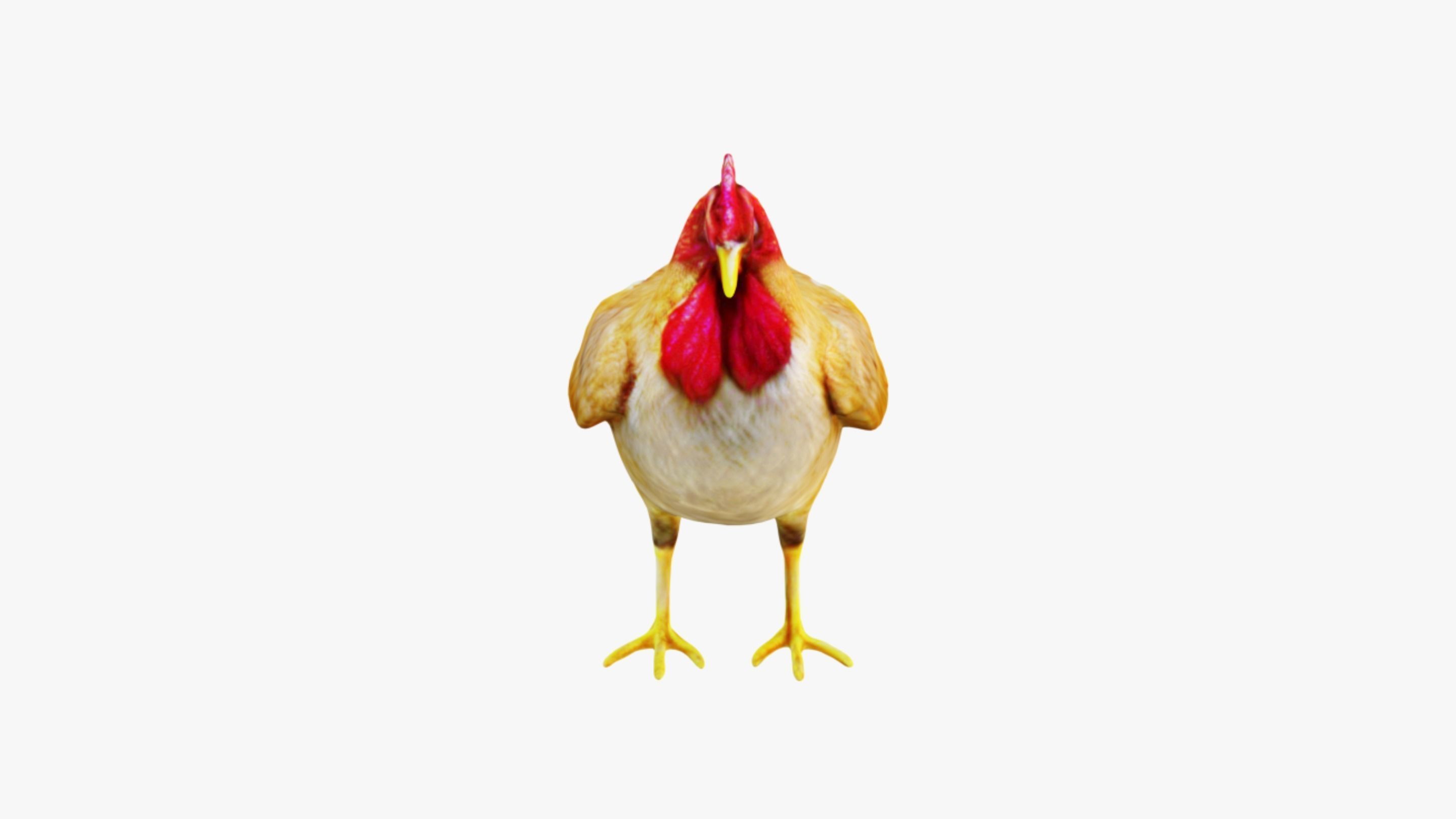 Chicken Free 3D model_3