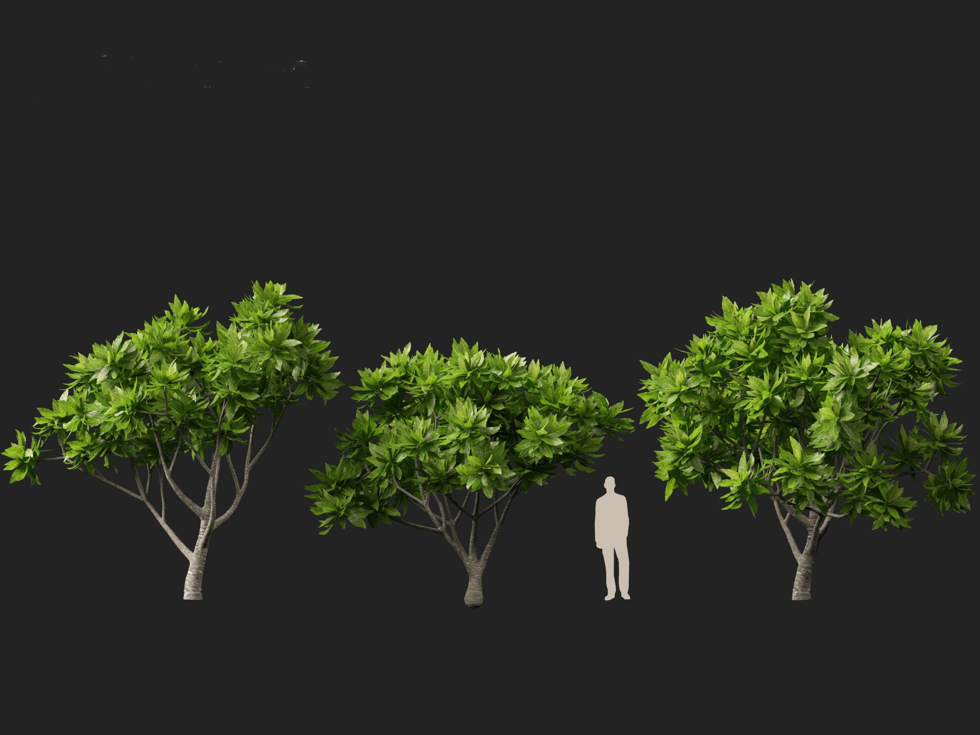 Meryta sinclairii - Pukanui 3D model_4