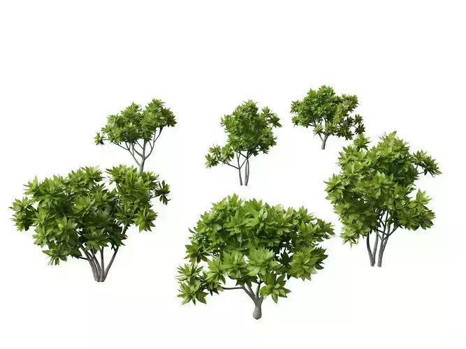 Meryta sinclairii - Pukanui