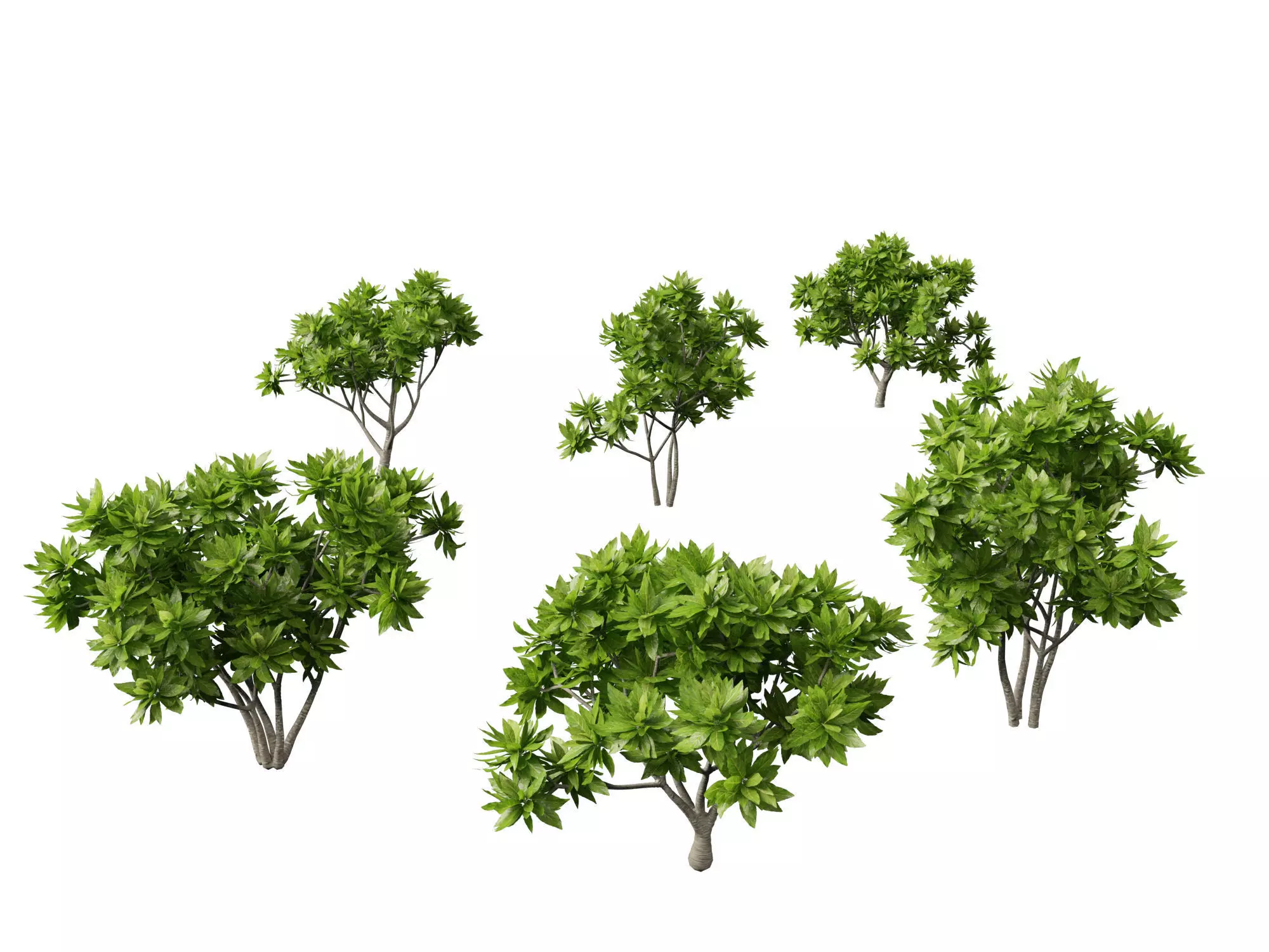 Meryta sinclairii - Pukanui 3D model_0