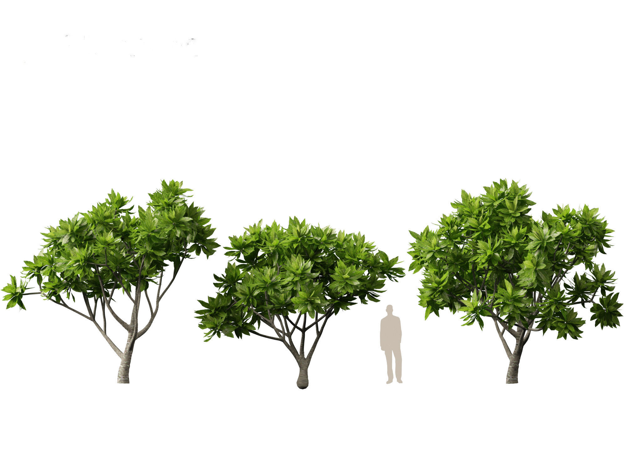 Meryta sinclairii - Pukanui 3D model_3