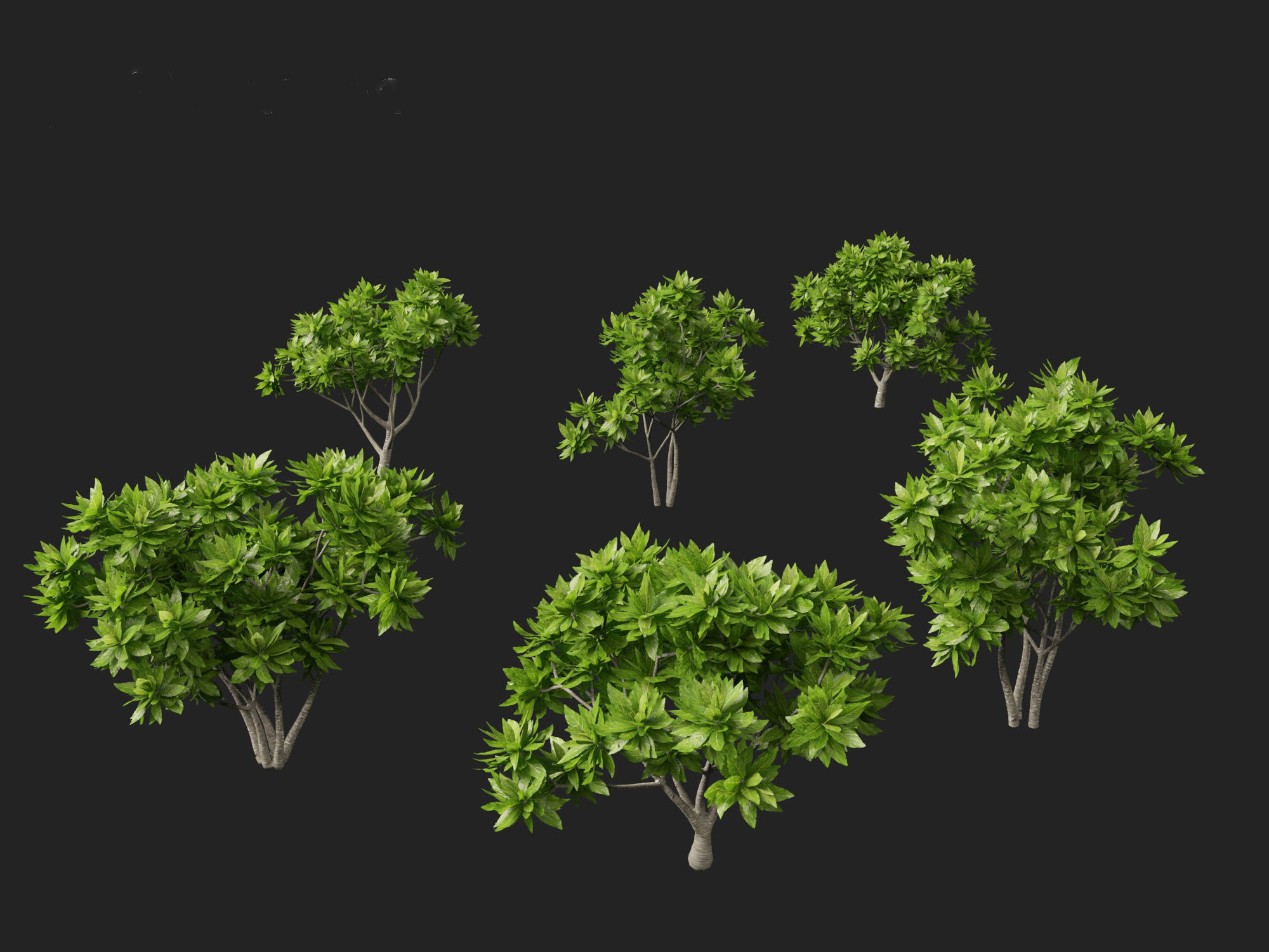 Meryta sinclairii - Pukanui 3D model_7