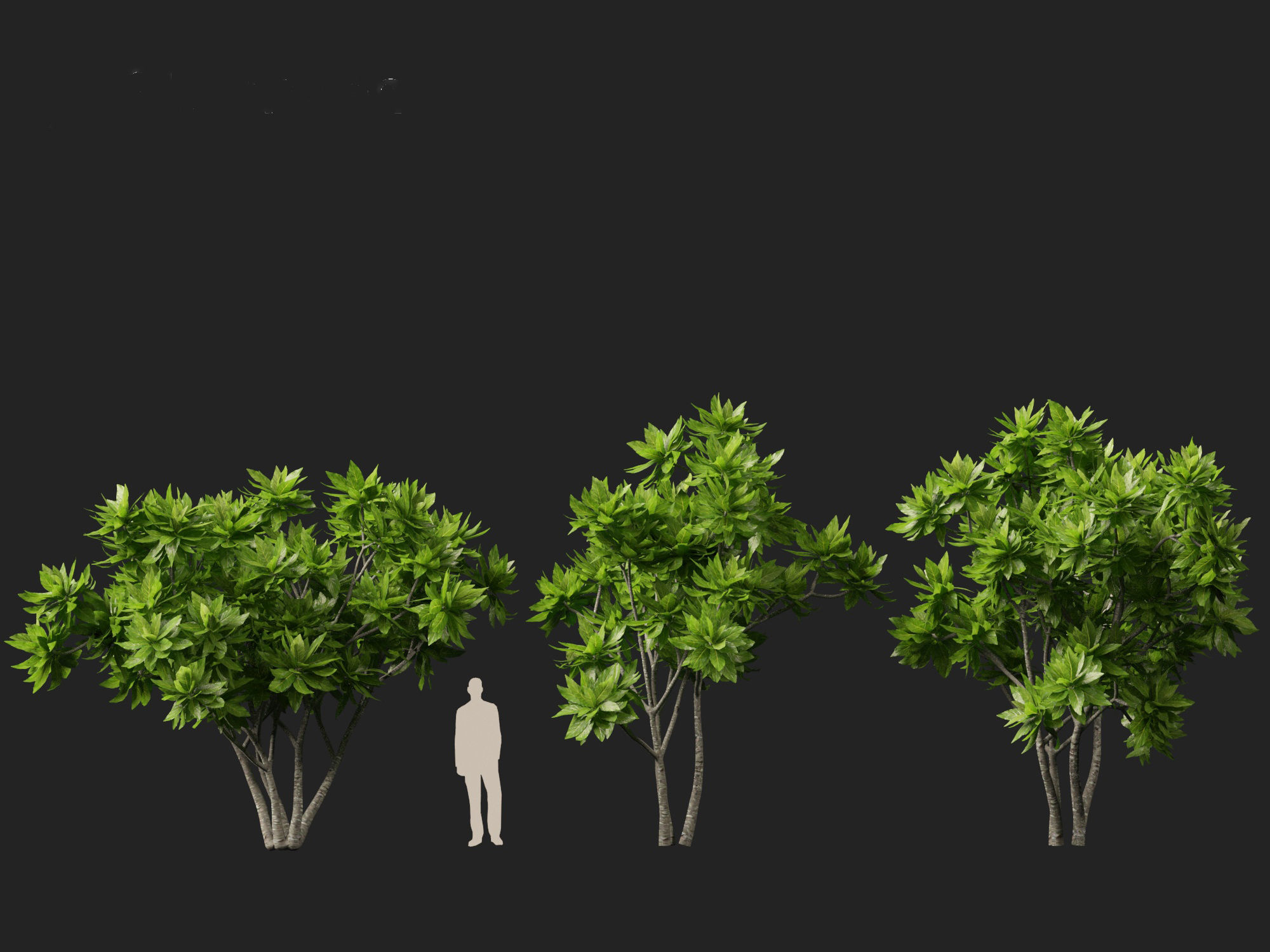 Meryta sinclairii - Pukanui 3D model_6