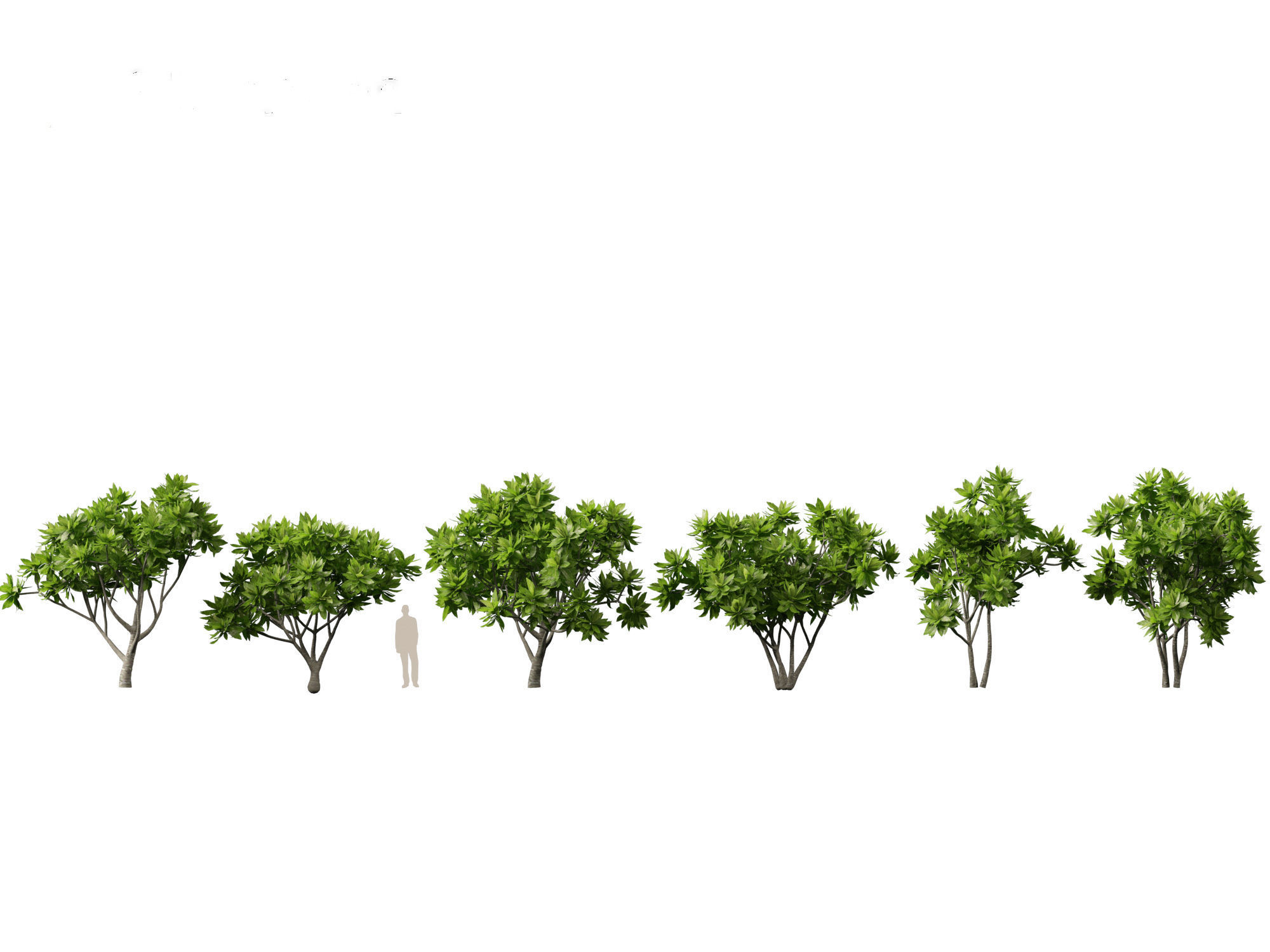 Meryta sinclairii - Pukanui 3D model_1