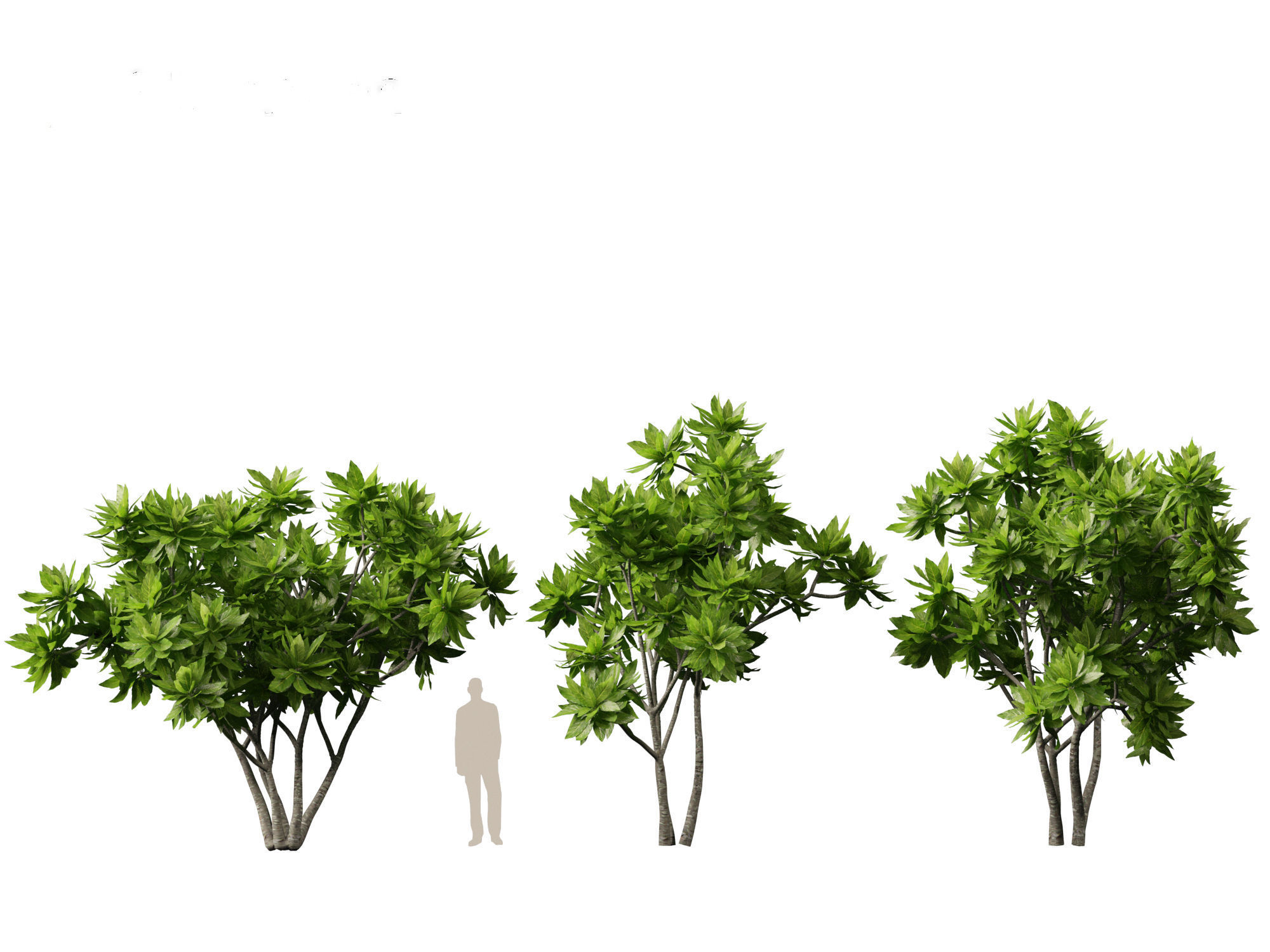 Meryta sinclairii - Pukanui 3D model_5