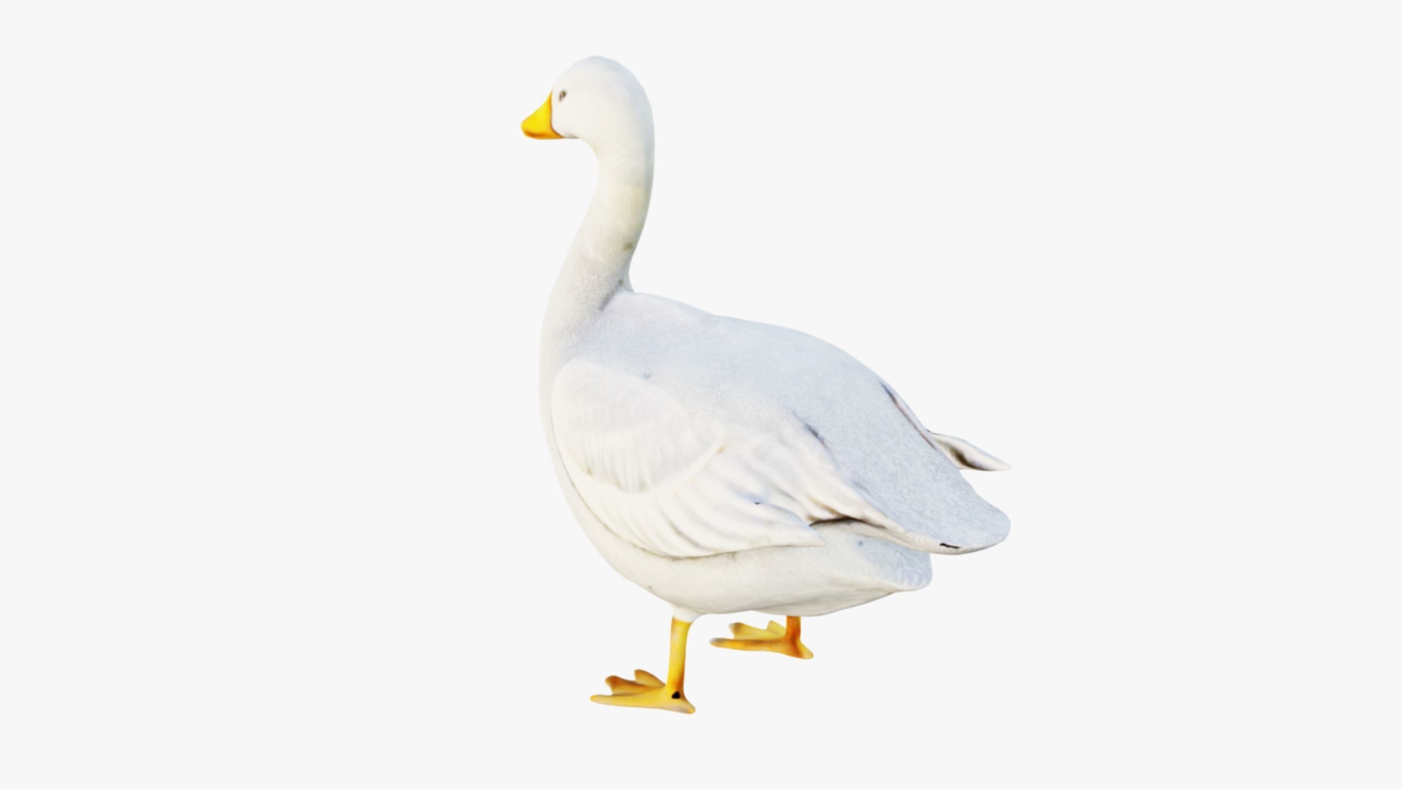 Goose Free 3D model_4