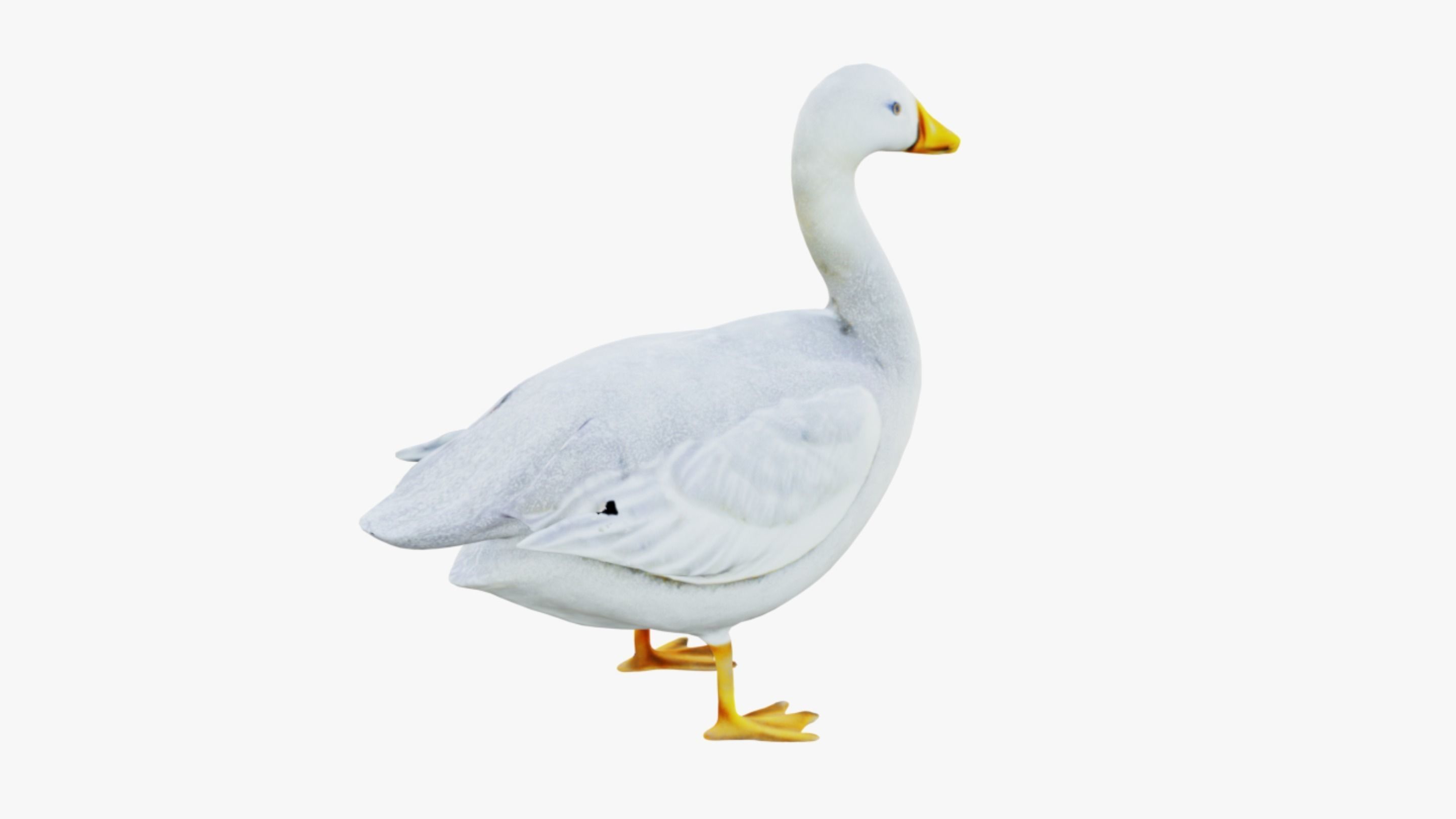 Goose Free 3D model_5