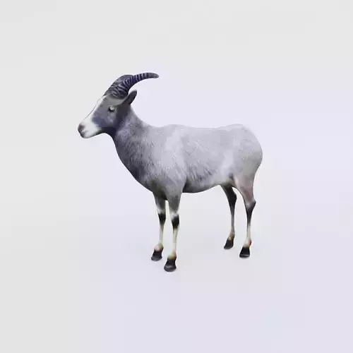Goat Animal Free 3D model
