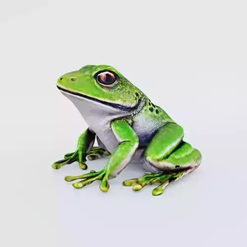Frog Animal