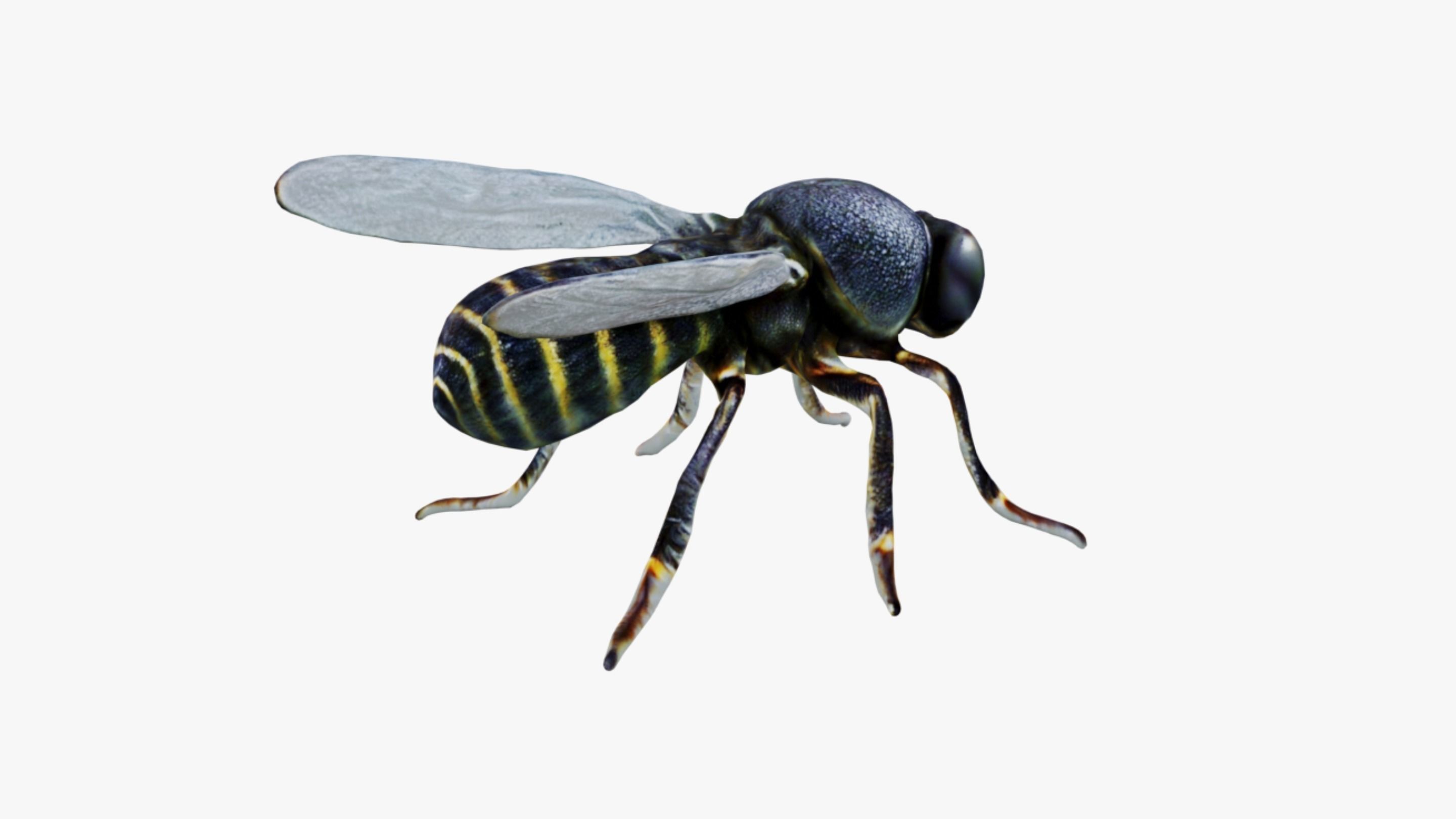 Fly Animal Free 3D model_5