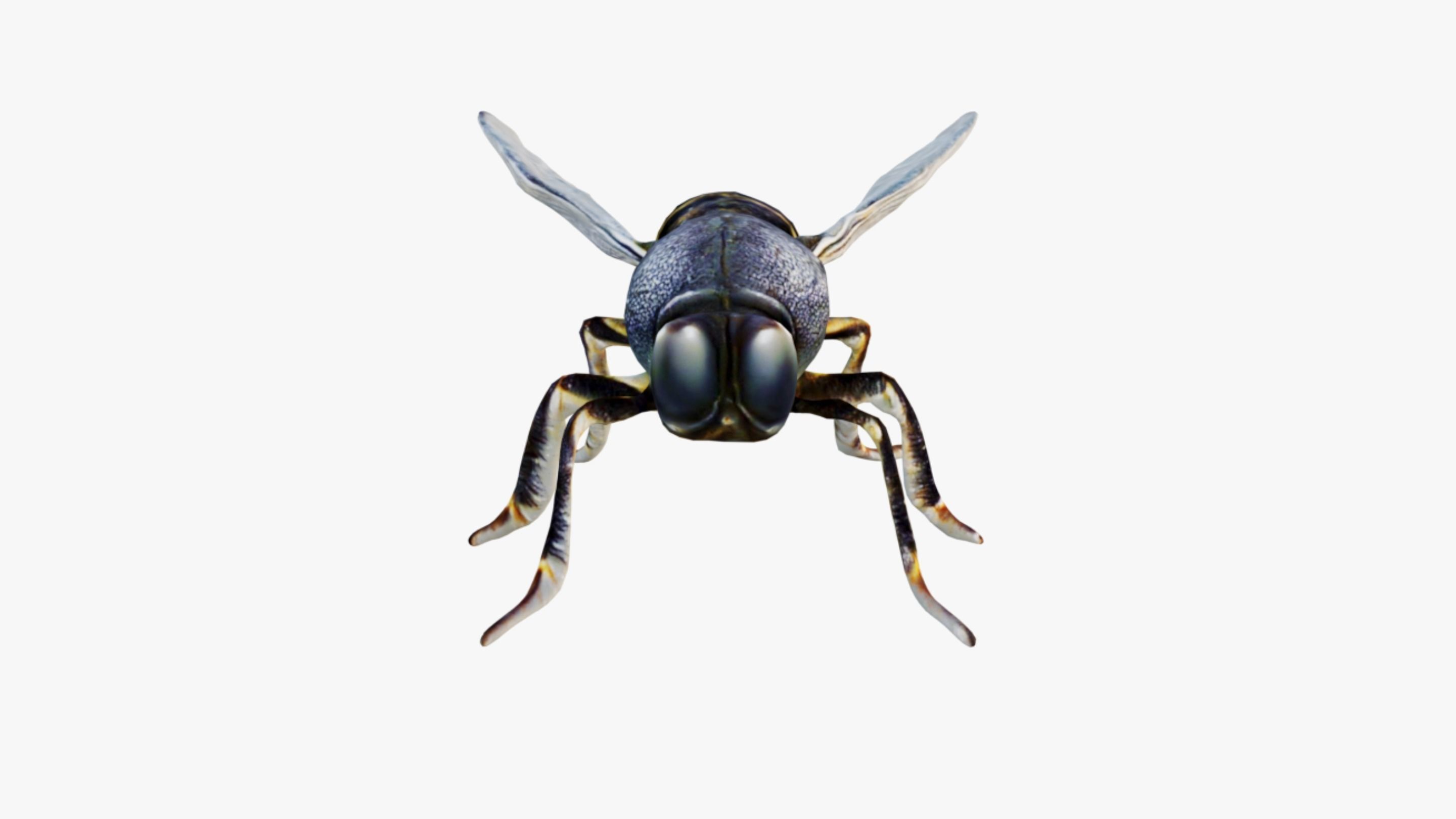 Fly Animal Free 3D model_3