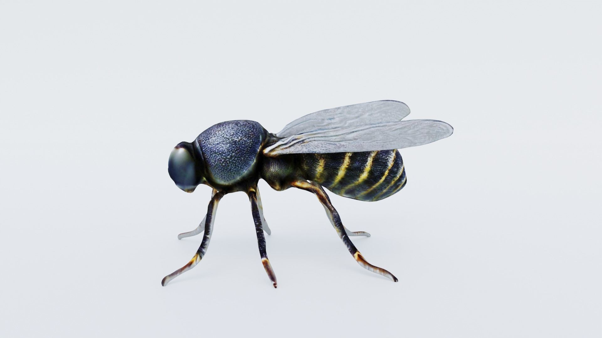 Fly Animal Free 3D model_2