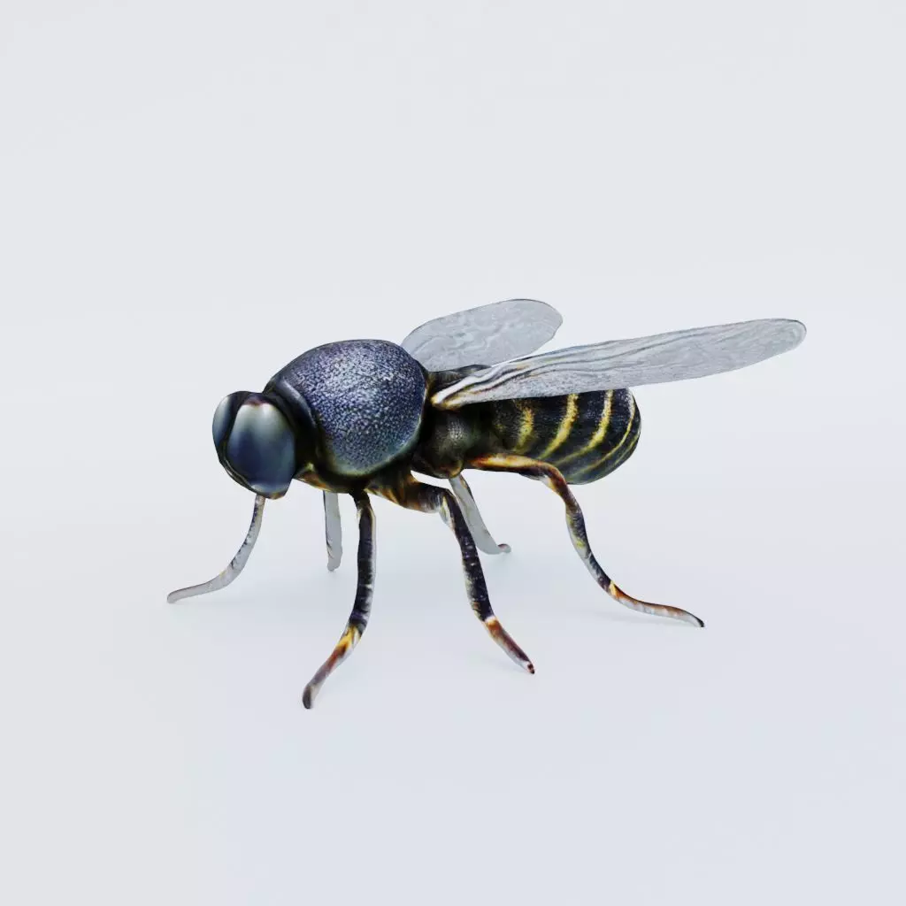 Fly Animal Free 3D model_0