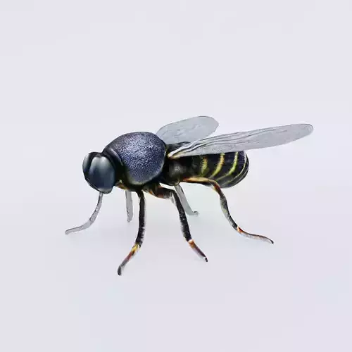 Fly Animal Free 3D model
