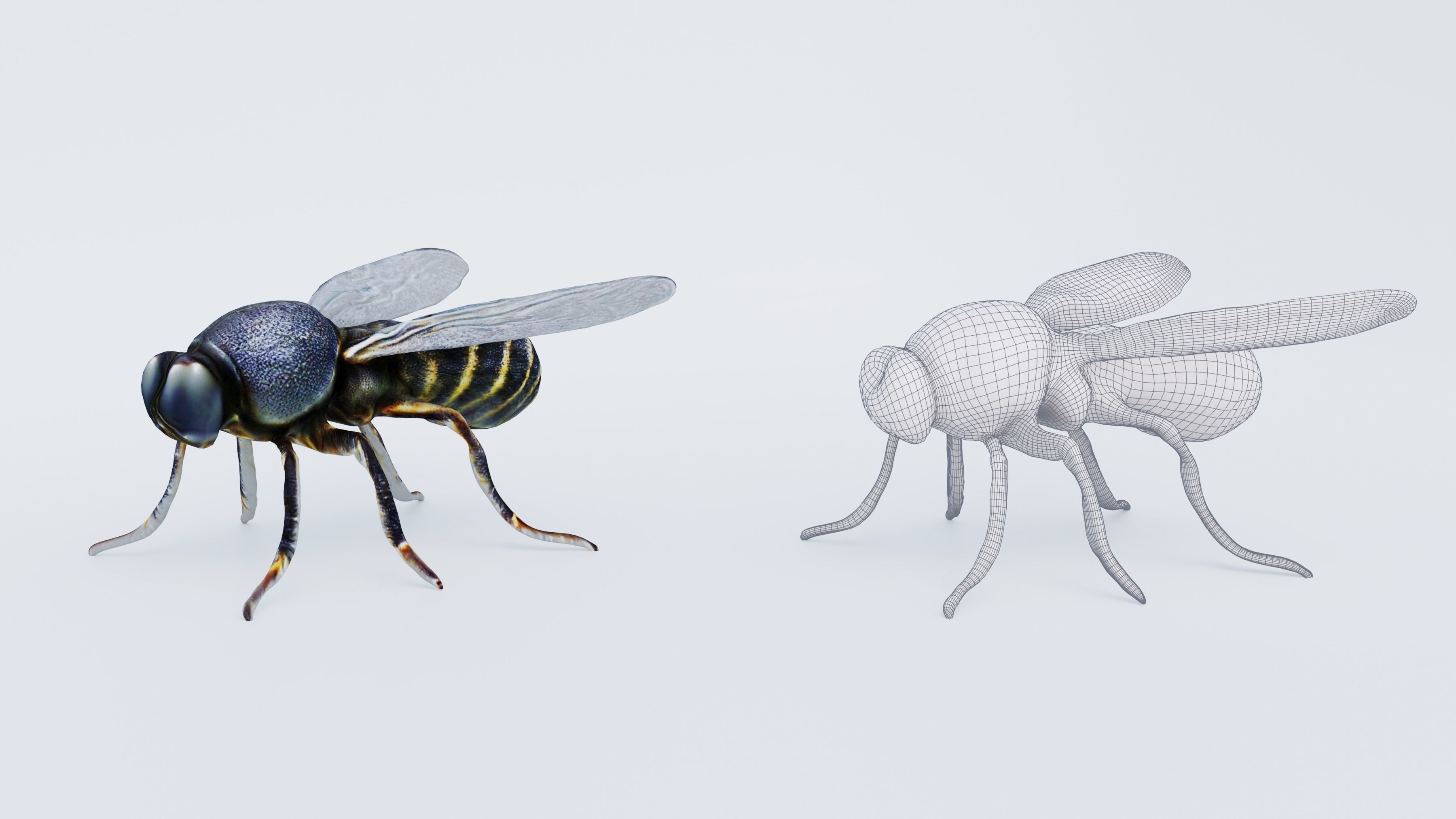 Fly Animal Free 3D model_6
