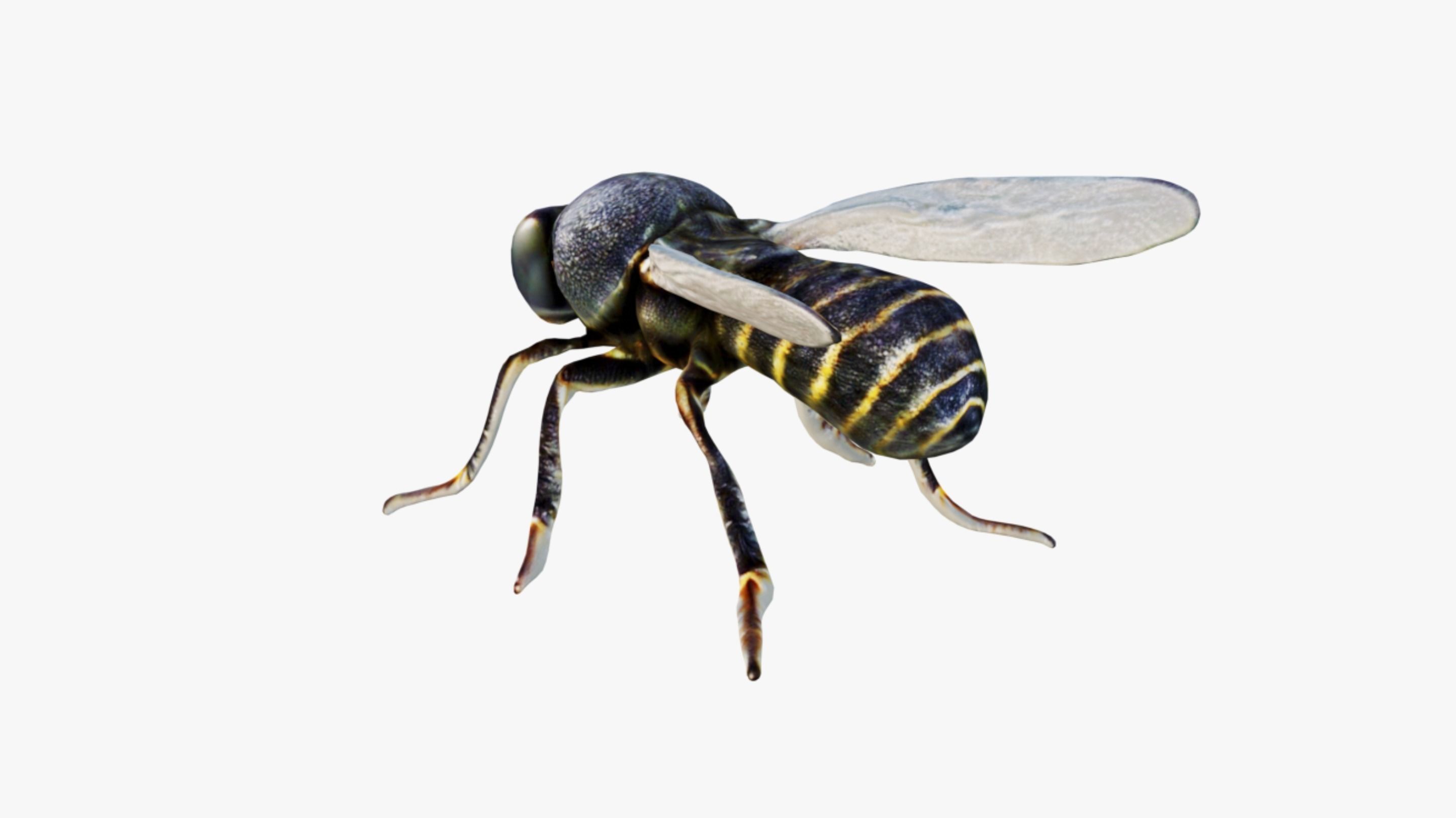 Fly Animal Free 3D model_4