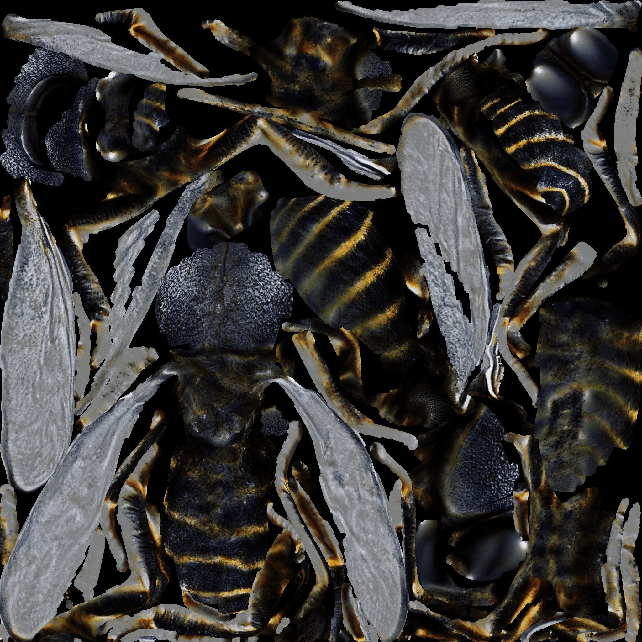 Fly Animal Free 3D model_8