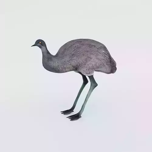 Emu Animal Free 3D model
