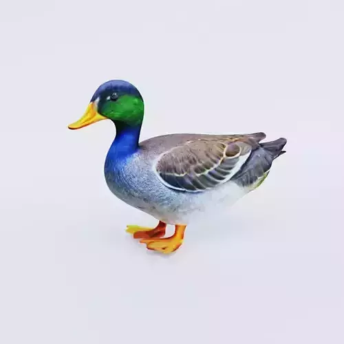 Duck Animal