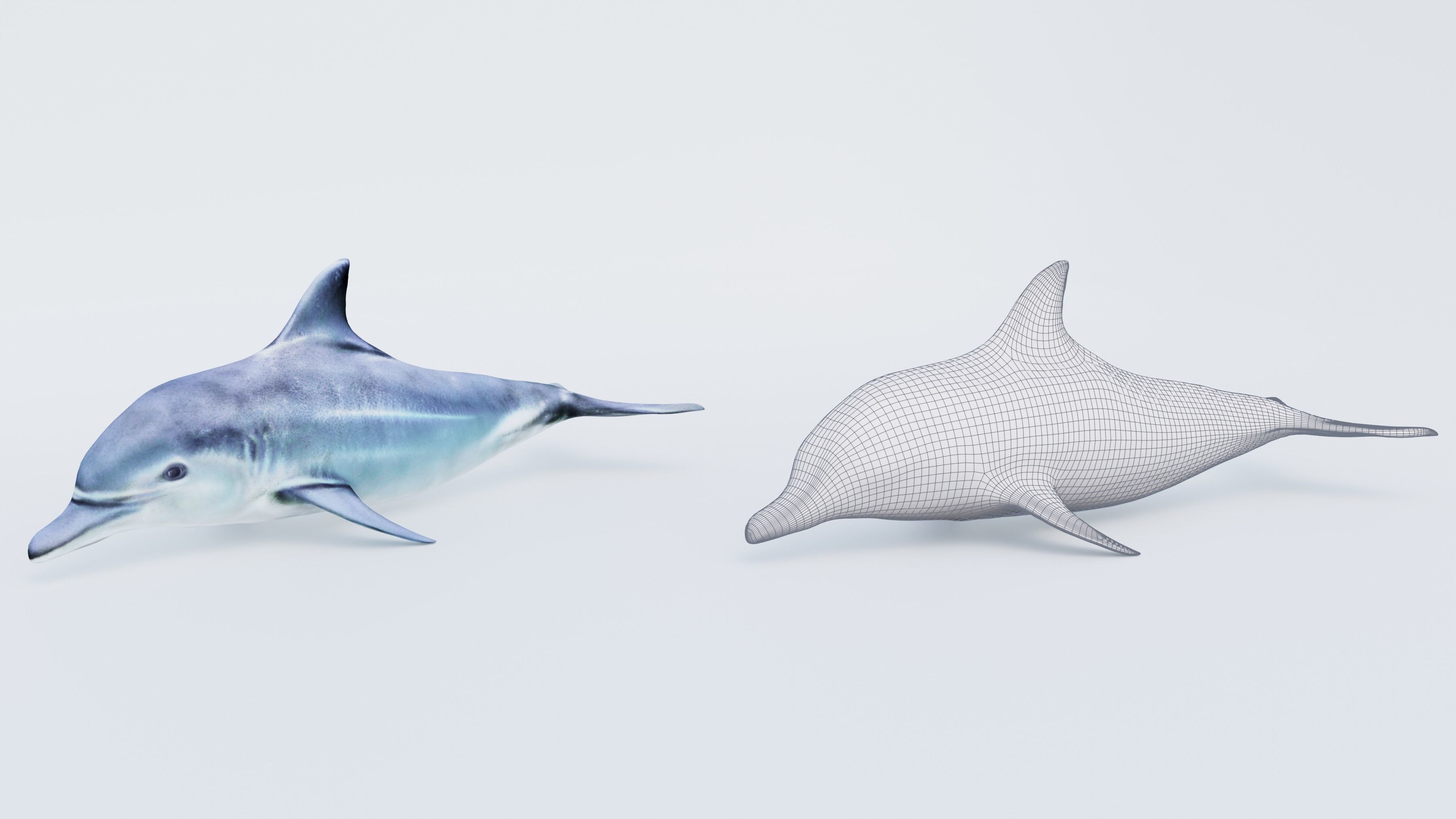 Dolphin Free 3D model_6