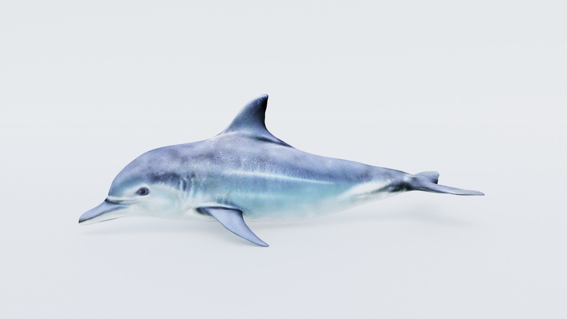Dolphin Free 3D model_2