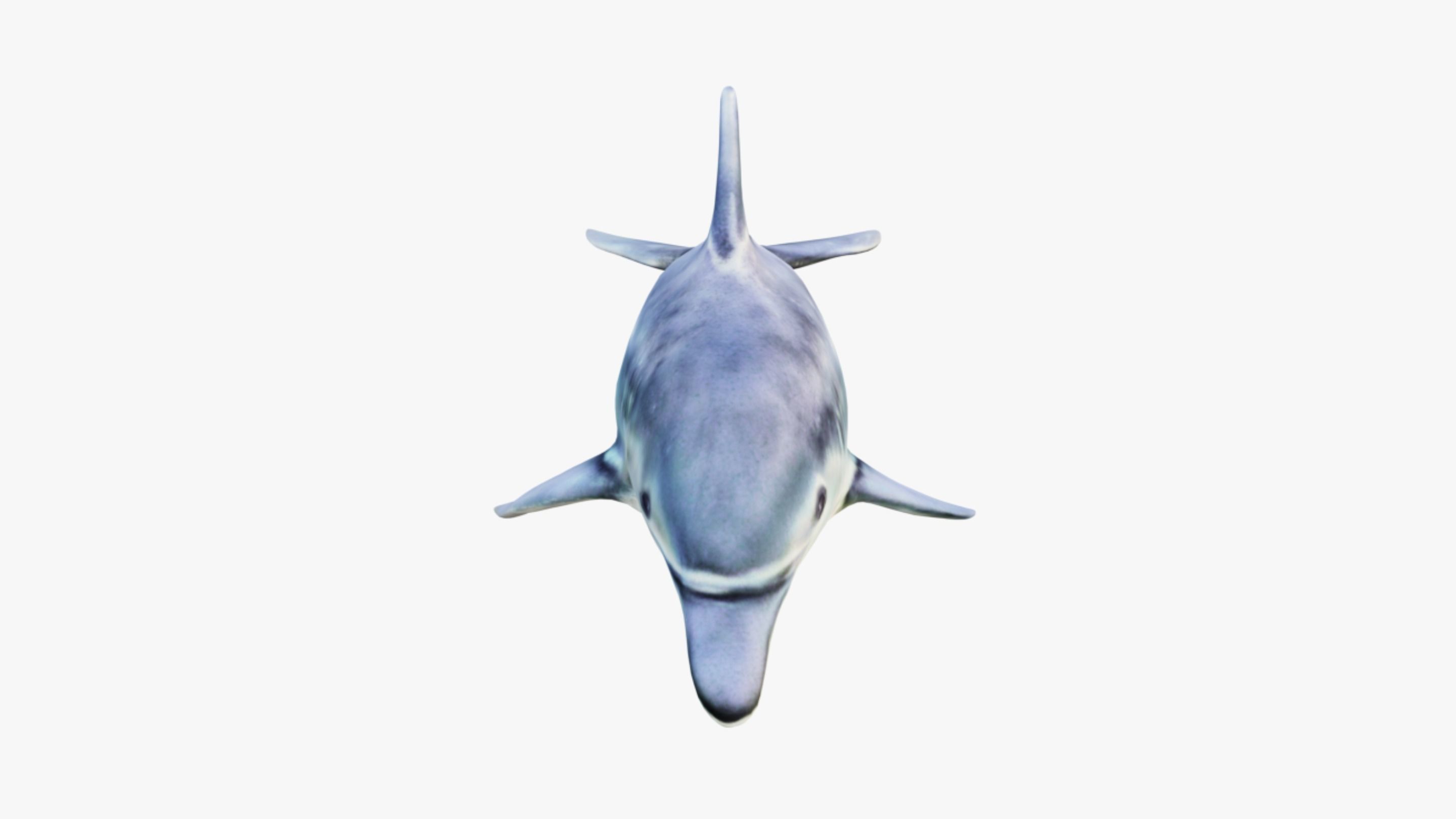 Dolphin Free 3D model_3